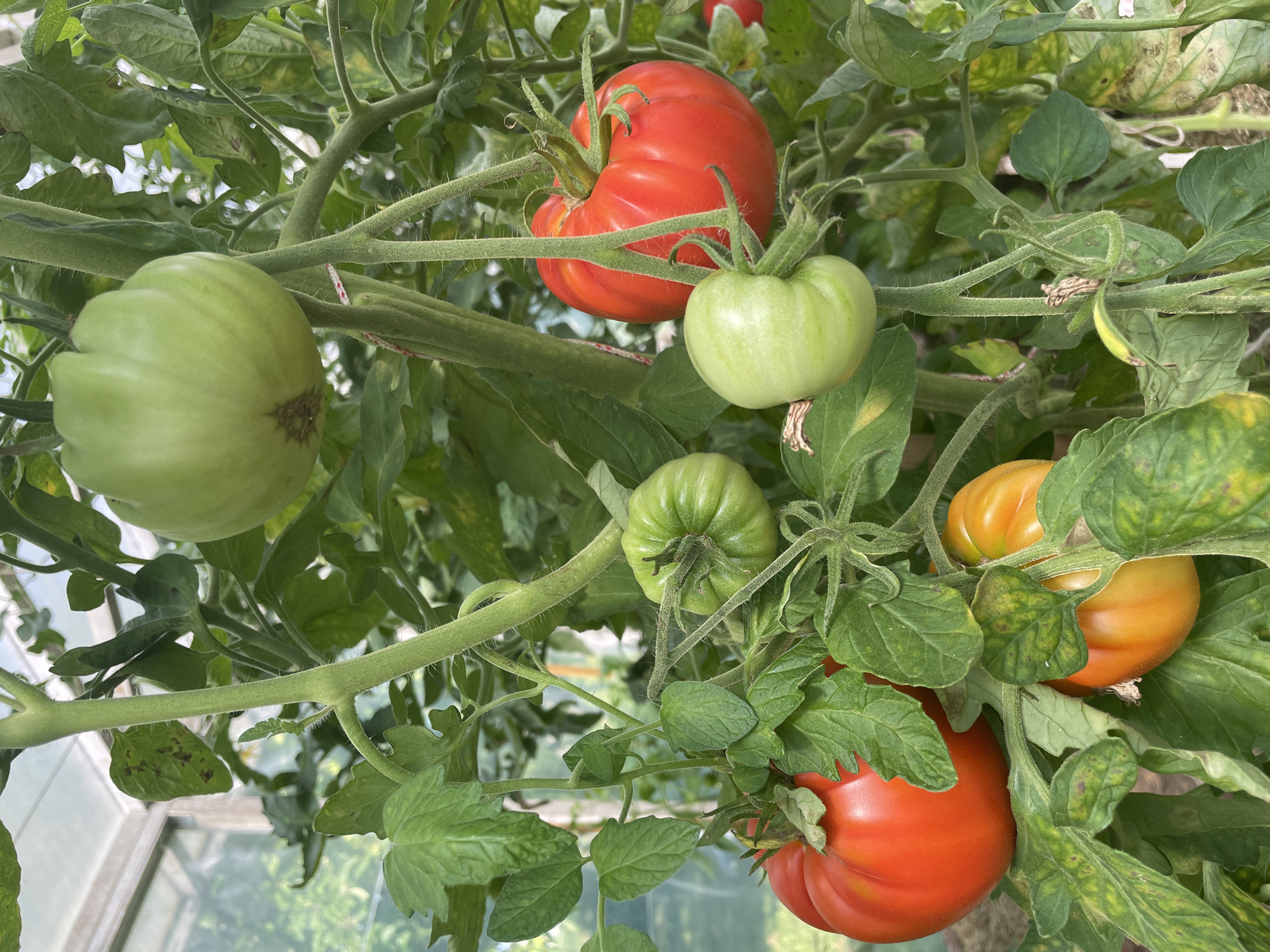 A close-up, eye-level shot captures a tomato plant laden with ripening and mature fruit inside a greenhouse. In the foreground, several tomatoes are visible. Two large, vibrant red tomatoes hang prominently, one on the lower left and another on the upper right. Between them, a cluster of green tomatoes, some of which are beginning to turn yellow, are nestled amongst lush green leaves. The plant's thick, hairy stems are clearly visible, supporting the weight of the abundant produce. In the background, the blurry outline of the greenhouse structure suggests an enclosed, controlled environment. The overall impression is one of abundance and healthy growth. This scene is located in Puhja, Estonia.