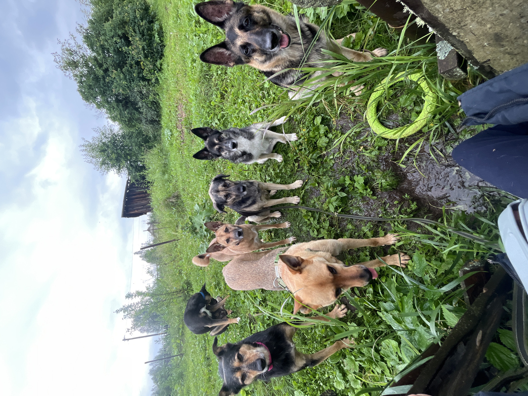 This image depicts a group of seven dogs in an outdoor, grassy environment that appears to be a rural or semi-rural area. The dogs are of various breeds and colors, with some appearing to be mixed breeds. They are standing and sitting on a wet, green lawn. In the background, there is a weathered wooden structure, trees, and a cloudy sky. The overall impression is of an animal shelter or a dog boarding facility in the outskirts of Nizhny Tagil, Russia, likely during or after a period of rain, given the wet ground and the presence of a bright green, coiled dog toy. The perspective suggests the photo was taken from ground level, with a person's legs and clothing visible in the foreground, indicating they are either interacting with or observing the dogs.