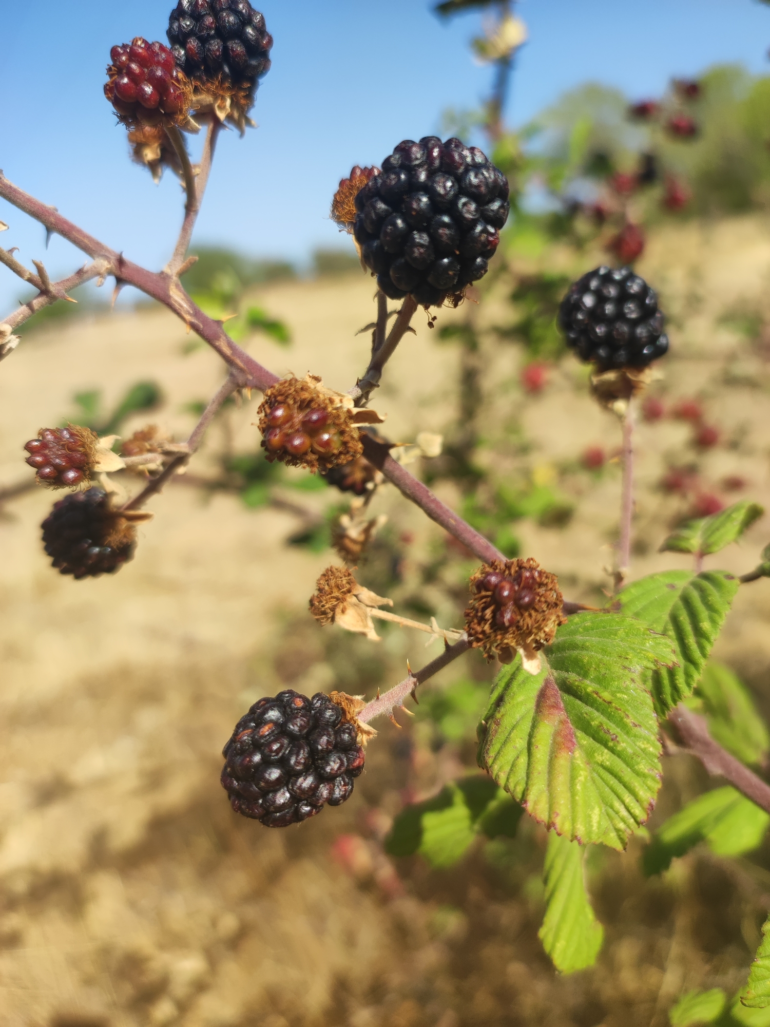 In Sobradillo, Spain, a close-up shot focuses on a thorny blackberry branch against a blurred background of dry, ochre-colored earth and a bright blue sky. Several ripe blackberries, deep purple to black, are visible, some still partially red. The berries are clustered on stalks, some with remnants of withered sepals. A few dry, undeveloped berry remnants are also present. Green leaves, some showing reddish tinges on their edges and veins, are attached to the branch, also blurred. The branch itself is reddish-brown and covered in sharp thorns. The overall impression is of a wild, rural landscape in sunlight, highlighting the texture and color of the ripening fruit and thorny vegetation.