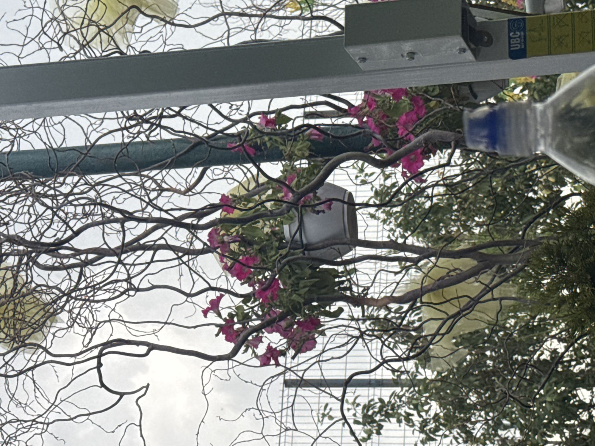 The image shows a close-up view of decorative branches intertwined with pink flowers in a pot, a gray metal pole with a sign, and a partially visible plastic water bottle with a blue cap in the foreground. In the background, a chain-link fence and greenery are visible. The sky is overcast. The scene appears to be outdoors in a public space, possibly a park or street, in the city of Zaliznychne, Ukraine.