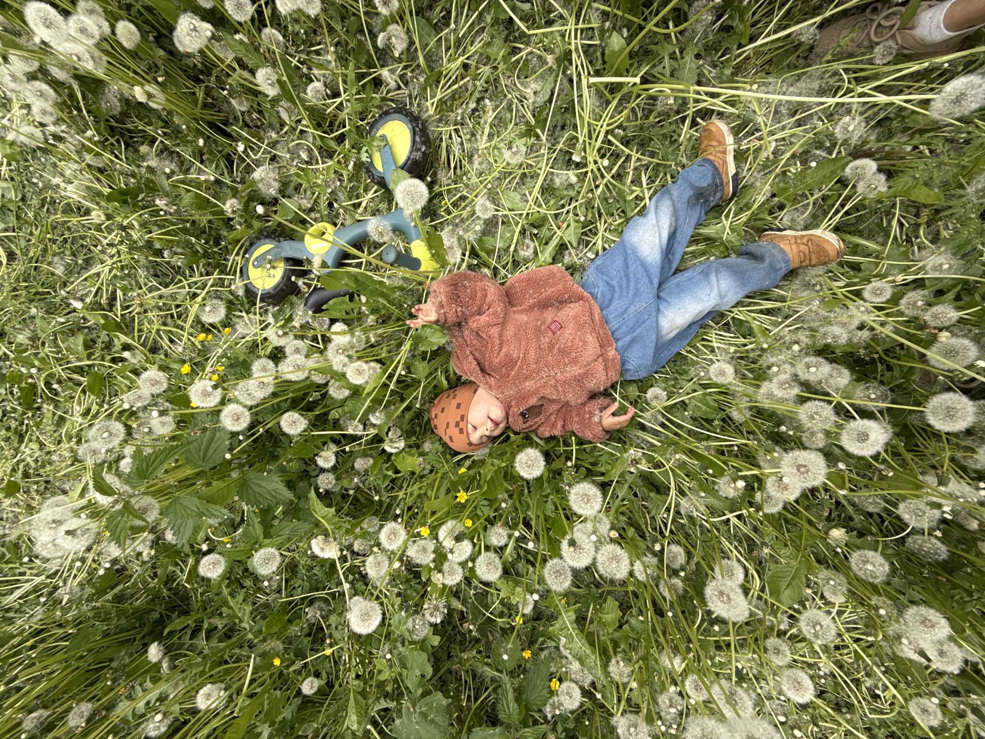 A child lies on their back in a field of dandelions. The child is wearing a brown jacket, blue jeans, brown boots, and a brown checkered hat. Next to the child is a balance bike with a blue frame and yellow wheels. The field is full of dandelions that have gone to seed. A partial view of shoes in the top right corner indicates someone is standing nearby. The location is Rusanovo, Russia.