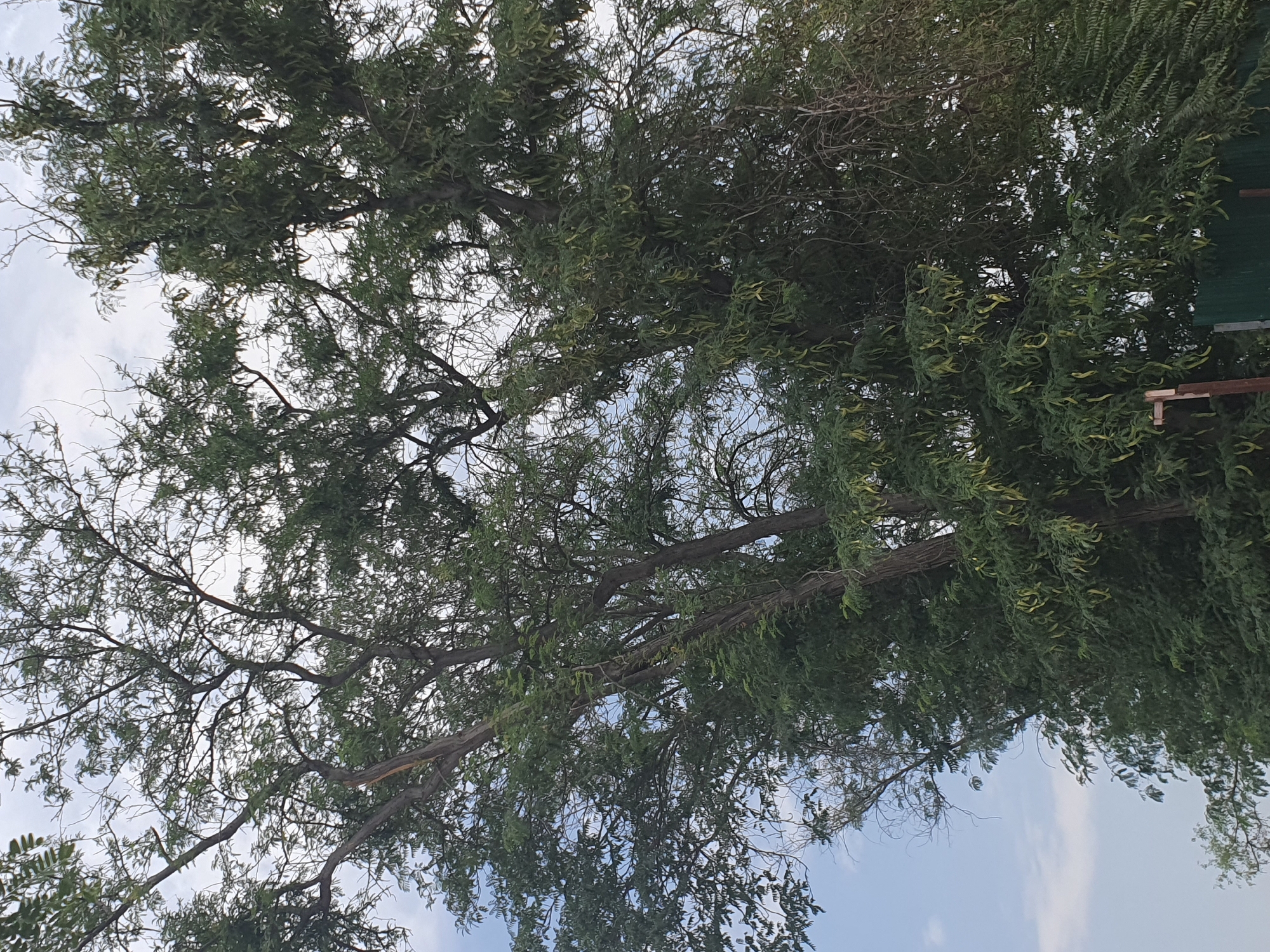 The image shows a close-up of a tree with green leaves and long, yellow seed pods hanging from its branches. The tree is densely covered in foliage, with some branches bare of leaves. The background consists of a cloudy sky. The scene is set in Tashkent, Uzbekistan. There are no people or animals visible in the image. The composition is a vertical shot, focusing on the tree's natural elements. The overall impression is one of dense vegetation and a natural, outdoor environment.