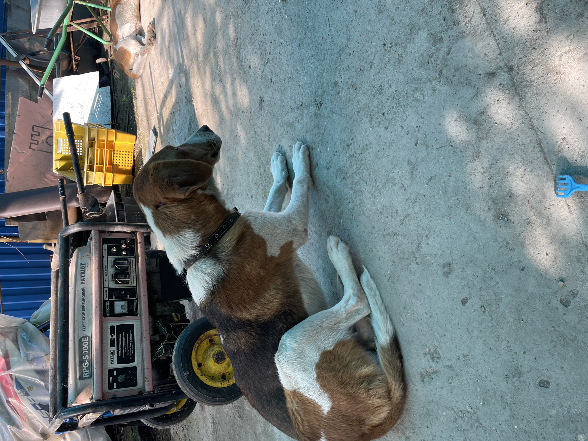 A tan and white dog with a dark studded collar lies on a gray concrete surface outdoors. The dog is positioned next to a wheeled portable generator with the brand name "PATRIOT" and "RPG-5 3000E" visible on the side. A yellow plastic crate and various metal objects are visible to the left of the generator. A small blue plastic garden tool is to the right of the dog. The location appears to be Olginka, Russia due to the text written in Russian on the generator.