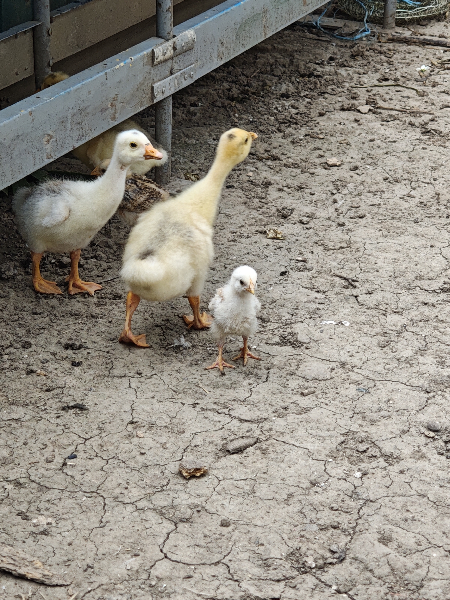 This media file shows a close-up, ground-level view of a young chick and two goslings standing on dry, cracked earth. The setting appears to be an outdoor enclosure, possibly a farm or rural area, with a metal structure visible in the background. The structure has a weathered, industrial look, with some blue paint and rust evident.
The chick in the foreground is small and fluffy, with white down and a yellow beak. It stands facing the camera with a curious expression. To the left and slightly behind the chick are two goslings. The one on the left is mostly white with some grey down and an orange beak and legs. The gosling on the right is a pale yellow and appears slightly larger than the white one. All three birds have characteristic webbed feet.
In the background, beneath the metal structure, another yellow chick or gosling is partially visible, suggesting more young birds are present. The ground is dry and dusty, with a pattern of cracks indicating a lack of recent rainfall. Scattered debris, such as small twigs and leaves, are also present on the ground. A blue rope is visible in the upper right corner, further suggesting an outdoor, possibly agricultural, setting.
The lighting suggests it is daytime, likely overcast or late afternoon, as there are no harsh shadows. The overall atmosphere is one of simple rural life, focusing on the vulnerability and charm of young poultry. No text is visible in the image. The location context is Parkhomivka, Ukraine.