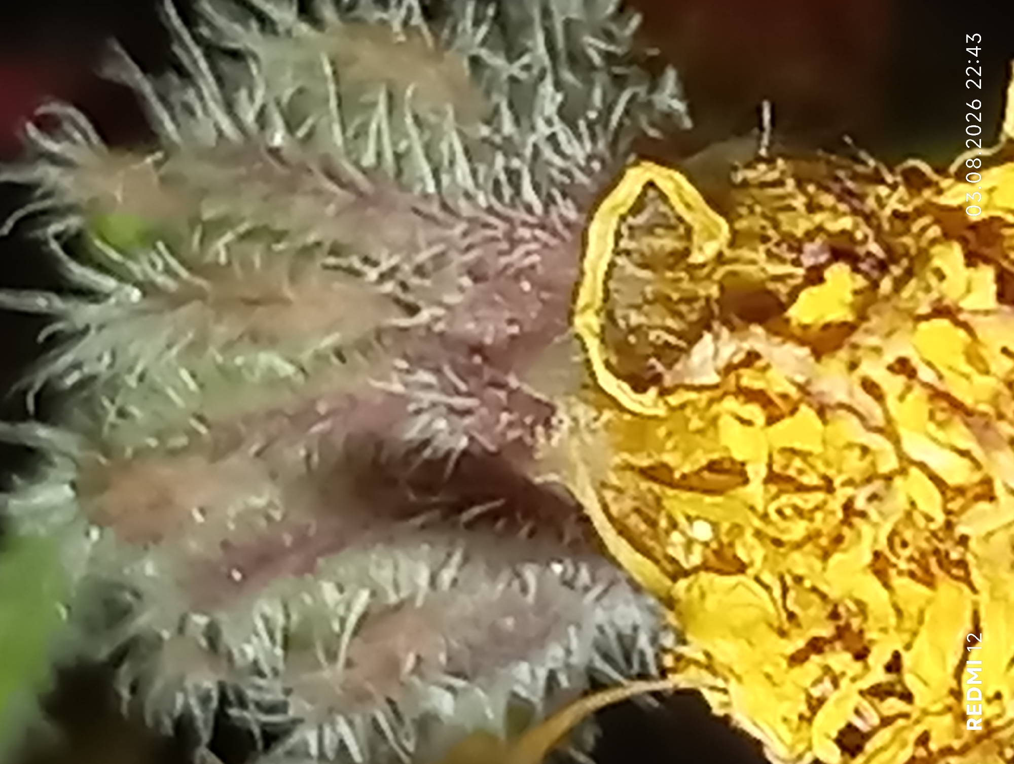 A close-up, macro photograph captures the intricate details of a wilting yellow flower. The flower's petals have dried and curled, forming a textured, golden mass. Emerging from the center of the flower are delicate, feathery structures, predominantly in shades of pale green and brown, with fine, white hairs extending outwards. The background is softly blurred, with hints of green foliage and darker, indistinct areas. In the lower left corner, the text "REDMI 12" is visible, and in the lower right corner, a date and time stamp reads "03.08.2026 22:43". The image depicts a natural scene, likely a garden or outdoor environment, within the city of Smila, Ukraine. There are no people or discernible actions taking place in the photograph.