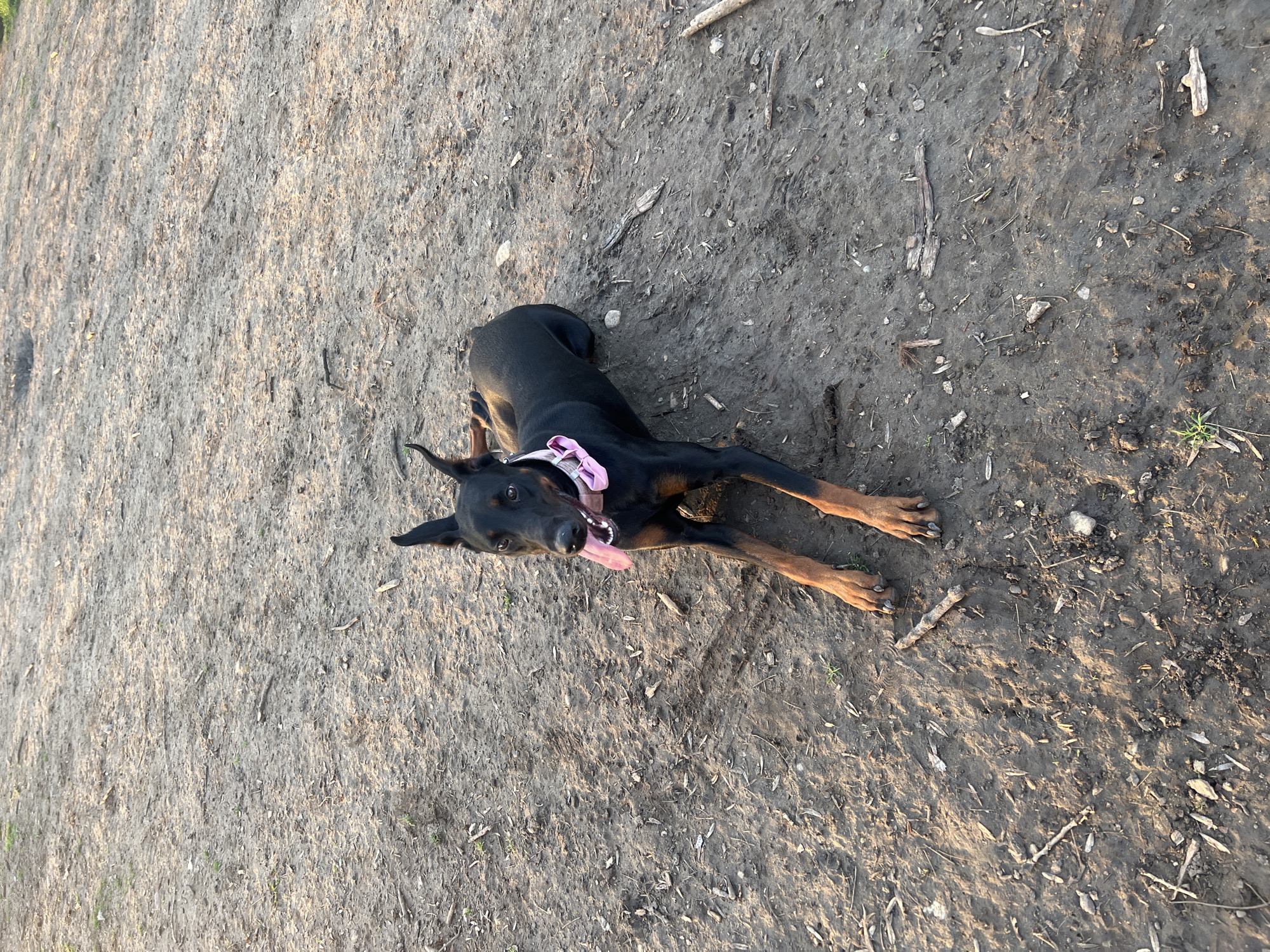 A black and tan Doberman Pinscher puppy is lying on the ground, tongue out, wearing a pink collar. The ground is a mixture of dirt and sand with small sticks and debris scattered about. The location is Sofia, Bulgaria.