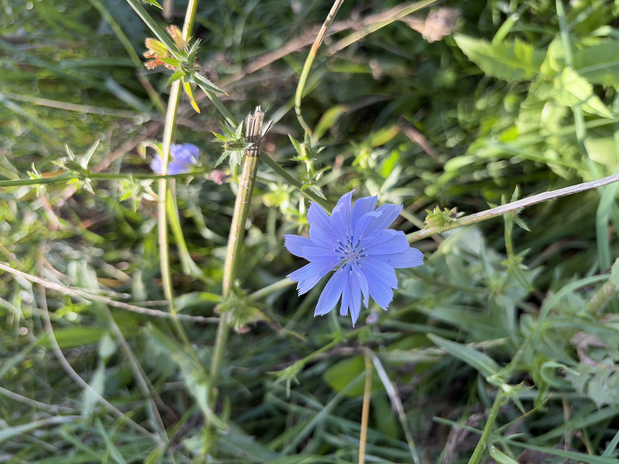 In a close-up, natural setting, a single, delicate blue flower with multiple petals and a prominent center stands out against a blurred background of green foliage. The flower, which appears to be chicory, is the focal point of the image, its petals gently unfurling. The surrounding grass and stems are out of focus, creating a soft bokeh effect that isolates the bloom. Sunlight filters through the leaves, casting a warm glow and highlighting the textures of the plant life. A hint of another pale blue flower can be seen in the background, suggesting a small cluster of these blooms. The overall impression is one of peaceful, natural beauty within an outdoor environment.