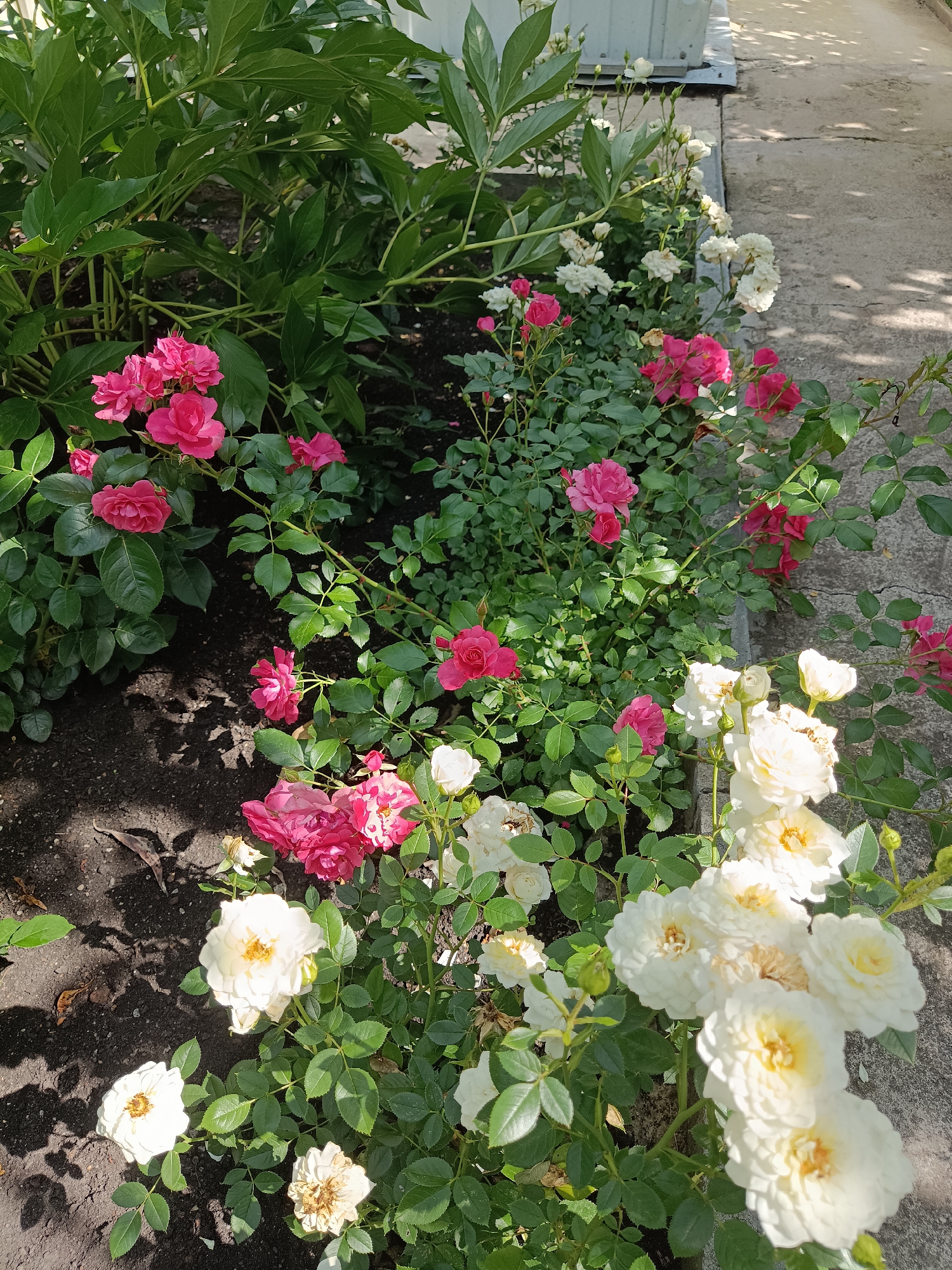 The image depicts a garden bed with a variety of roses and large green leaves, likely peonies, bordering a concrete walkway. The roses are in bloom, with clusters of bright pink and white flowers scattered throughout the bed. The foliage is lush and green, suggesting a healthy garden. The concrete walkway appears to be part of an outdoor setting, possibly a park or a private garden in the city of Shibanovo, Russia. The lighting indicates it is daytime, with shadows cast by the plants onto the walkway. There are no people or animals visible in the image.