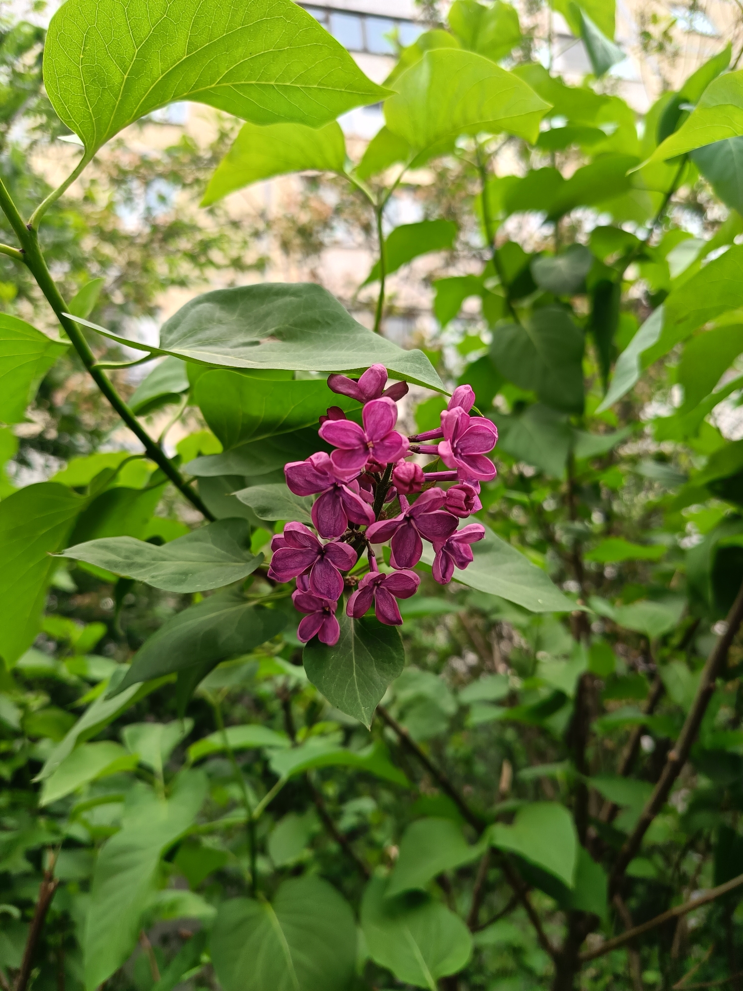 Close-up shot of a cluster of purple lilac flowers in bloom, surrounded by green leaves. The background is blurred and shows foliage and a building, suggesting an urban setting. The image was taken in the city of Saint Petersburg, Russia.