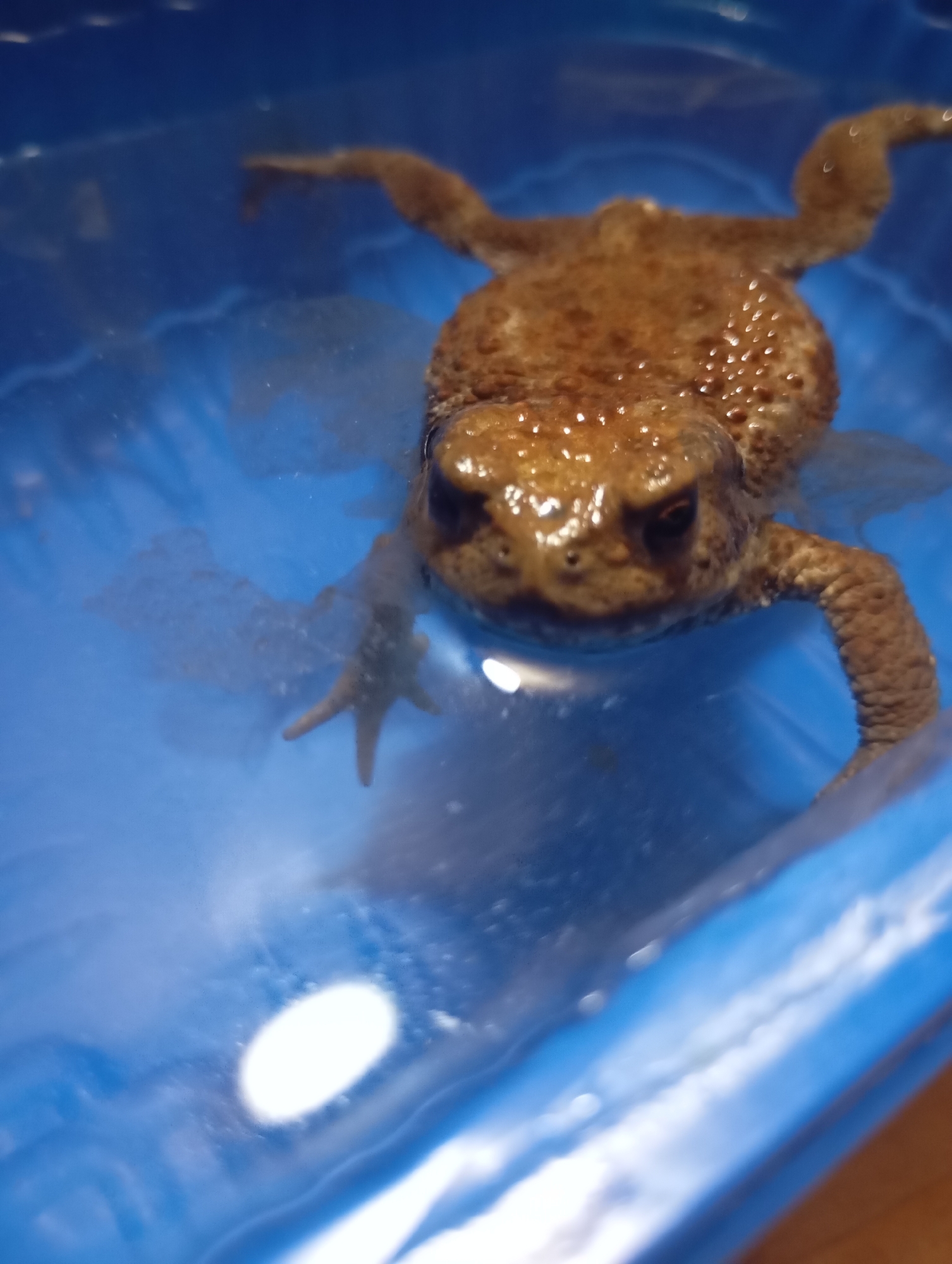 A brown toad is in a blue plastic container filled with water. The container appears to be indoors, resting on a wooden surface.