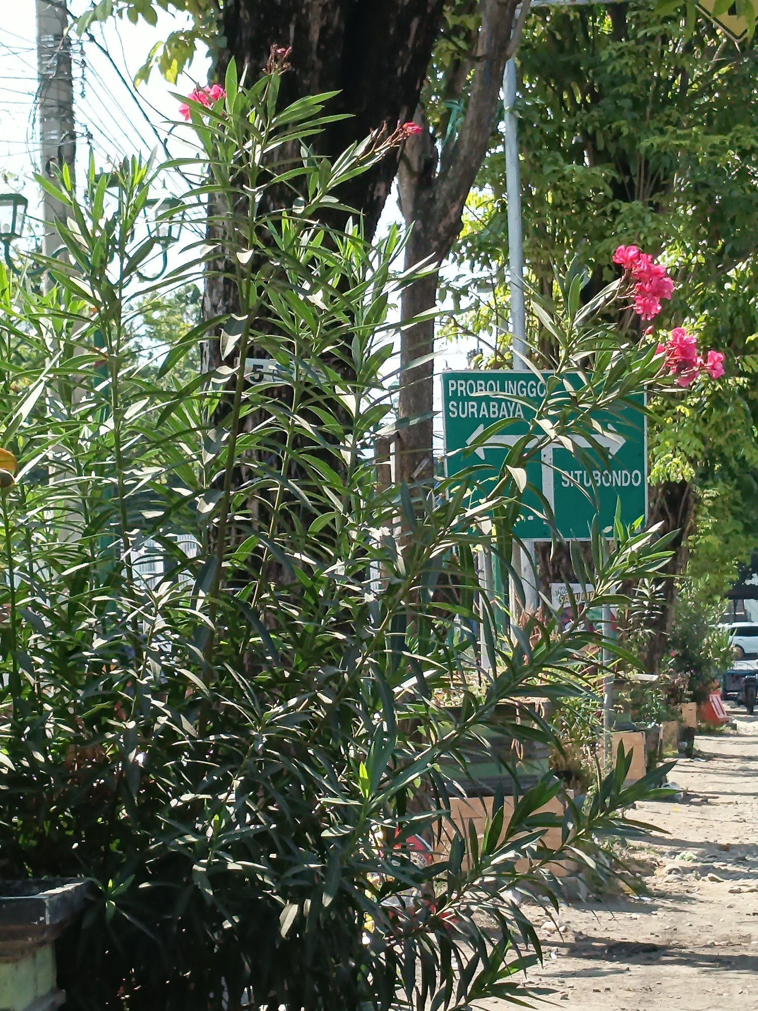 In Kandangjati Kulon, Indonesia, a vibrant flowering bush with bright pink blossoms is positioned in the foreground of a street scene. Behind the bush, a green signpost indicates directions to "PROBOLINGGO SURABAYA" with an arrow pointing left, and "SITU BONDO" with an arrow pointing right. The street is paved with gravel and dirt, and a sidewalk is visible. Trees line the street, providing shade, and utility poles with wires are present. In the background, a white car and a motorcycle are parked, suggesting a relatively quiet urban or suburban environment. The lighting suggests it is a sunny day.