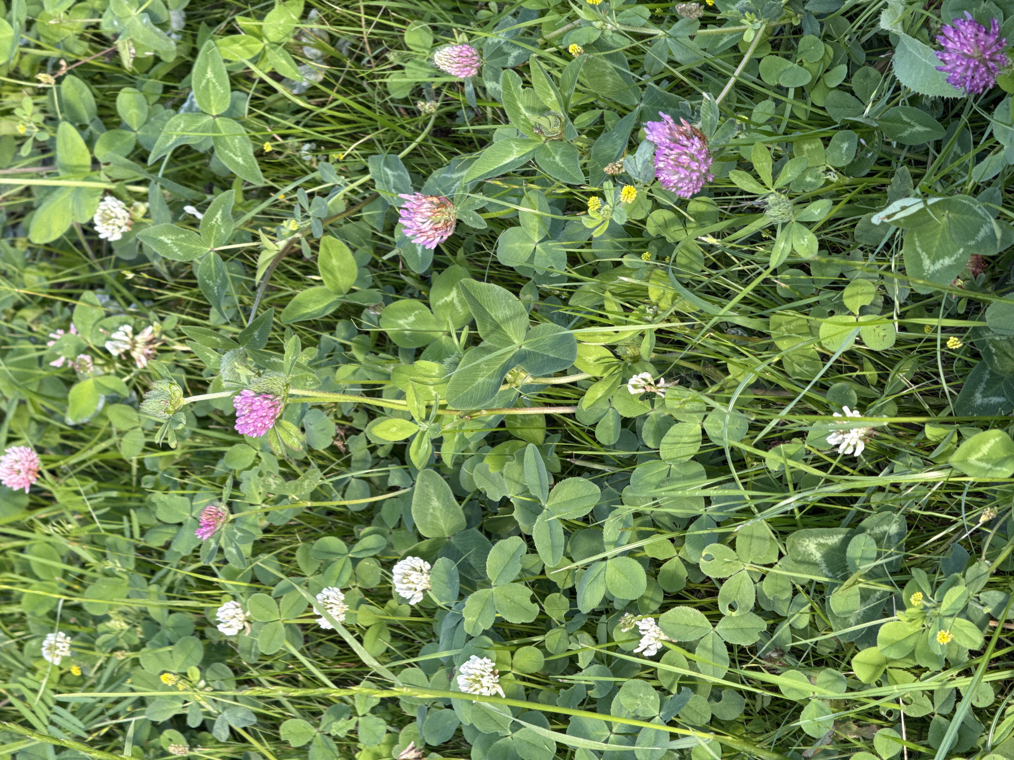 The image shows a close-up, ground-level view of a dense patch of clover and tall grass. Several clusters of white and pink clover flowers are visible, interspersed with the green three-leafed clover plants. Some of the clover leaves have distinct lighter green markings. The grass is green and appears to be growing vertically, with some blades casting shadows. There are also a few small yellow wildflowers scattered throughout the scene. The lighting suggests it is daytime, possibly late afternoon, with sunlight filtering through the foliage. The overall impression is of a natural, undisturbed patch of vegetation. The location is identified as the city of Kazan, Russia.