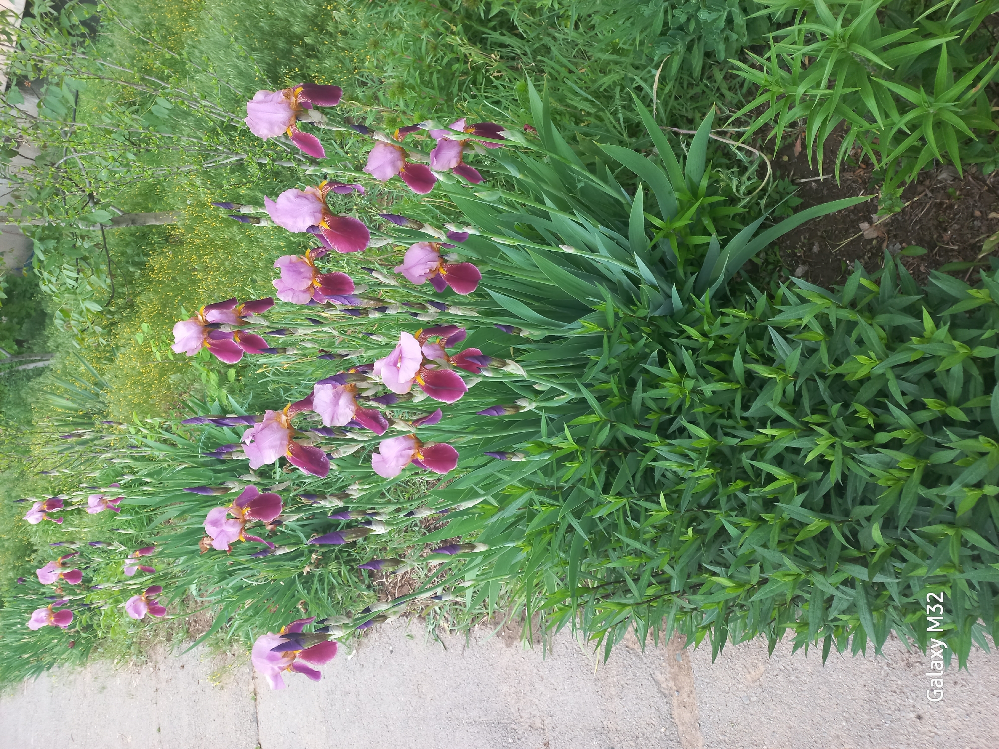 The image shows a row of blooming iris flowers along a concrete path. The irises exhibit two-tone petals in shades of light purple and deep burgundy with yellow centers. Green foliage surrounds the flowers, and other greenery is present in the background. The location is stated to be Volzhsky, Russia, though this cannot be verified from the image alone. There are no people visible in the image. The image appears to be taken at ground level.
