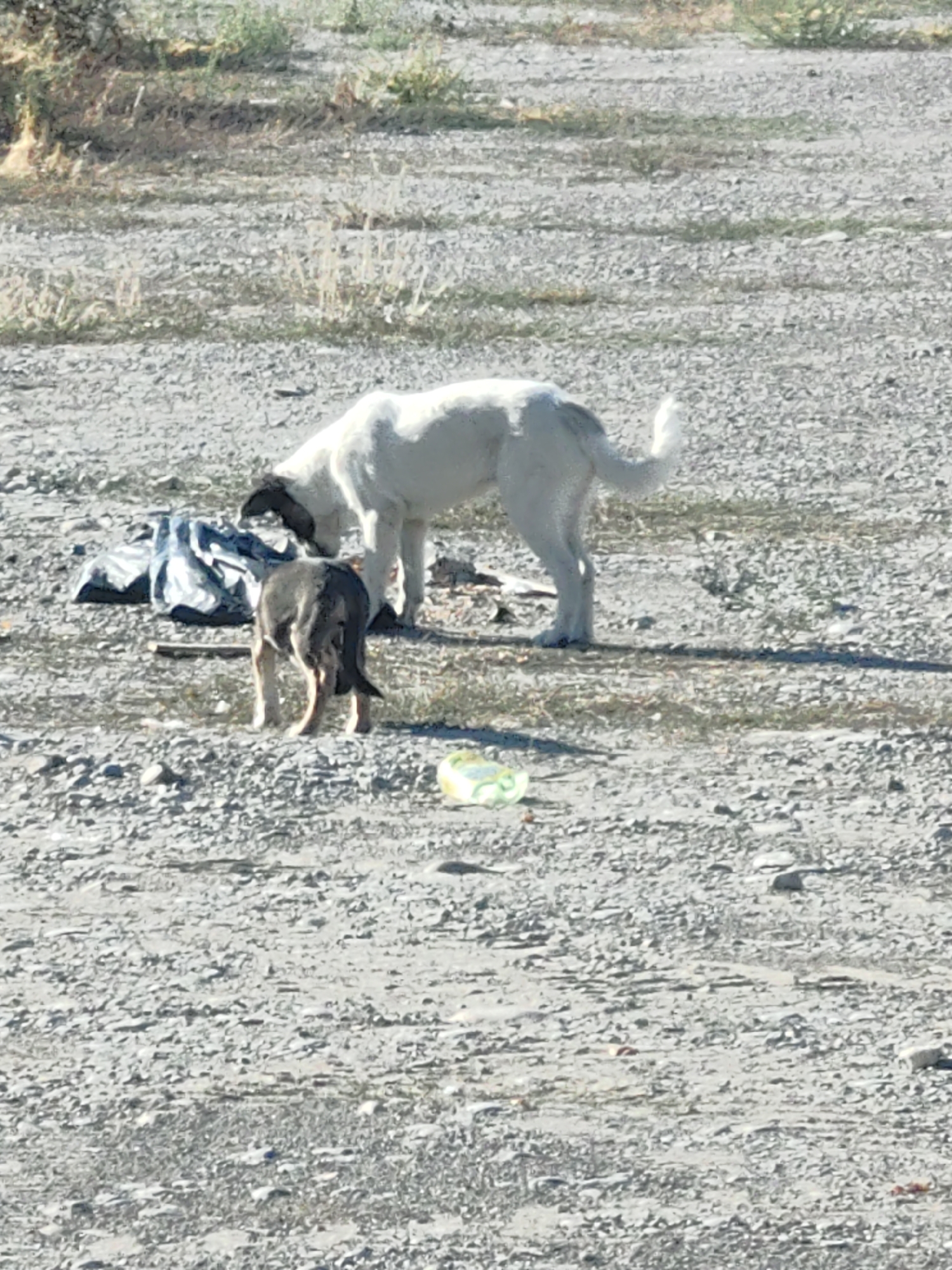 Two dogs are present in an outdoor, dry, gravelly area with sparse vegetation in the background. The larger dog, predominantly white with dark markings around its ears, is sniffing at a dark-colored tarp on the ground. A smaller dog, dark brown and black, stands facing away from the camera, also near the tarp. The environment appears to be a somewhat unkempt or undeveloped area, possibly on the outskirts of a city.