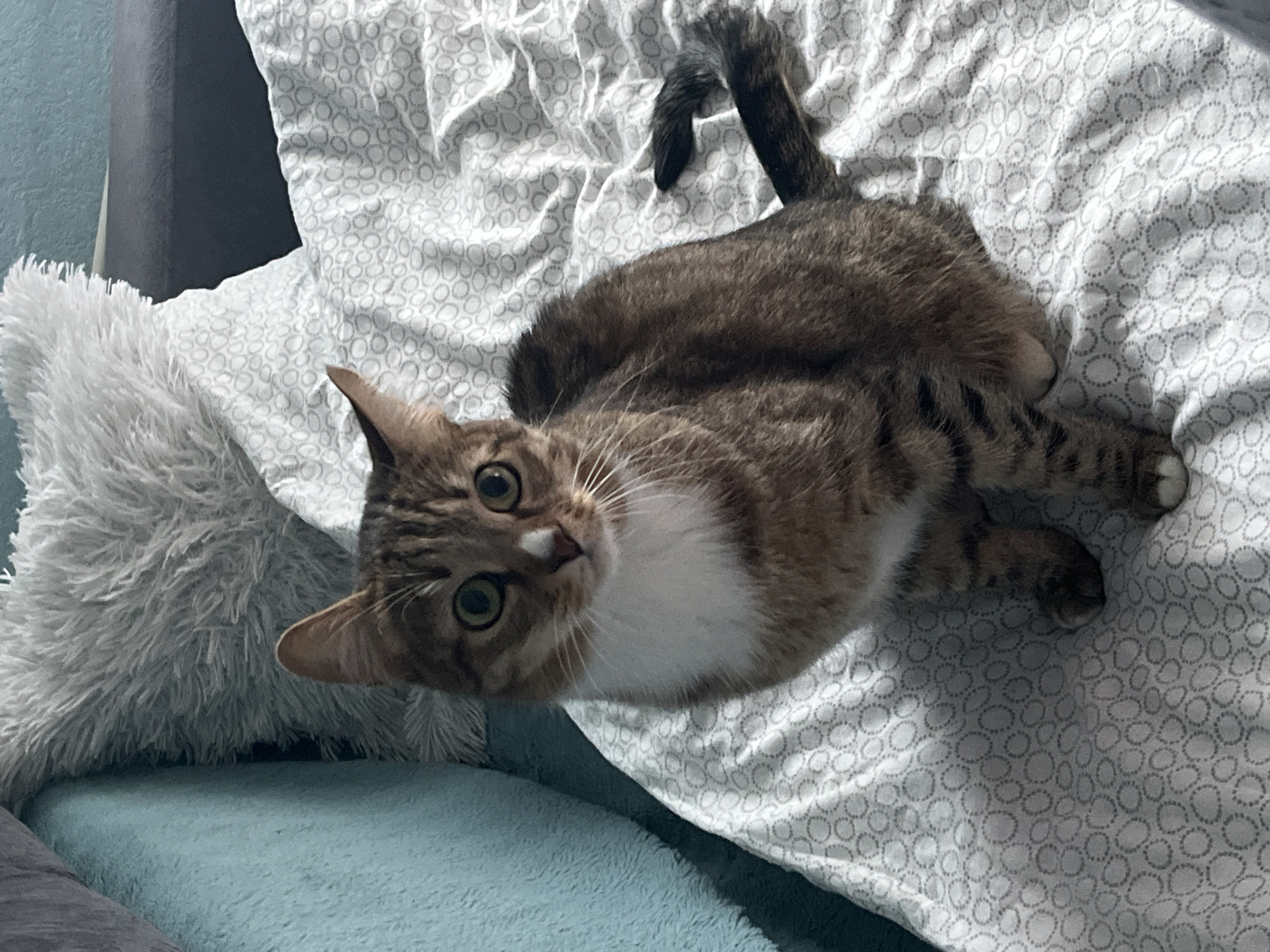 A brown and white tabby cat lies on a bed covered in a patterned white and grey sheet. The cat is positioned in the center of the frame and is looking up at the camera with wide eyes. A fluffy grey pillow is visible to the left of the cat, resting on a light blue surface. The background includes a grey headboard. The location in Izhevsk, Russia is unknown.