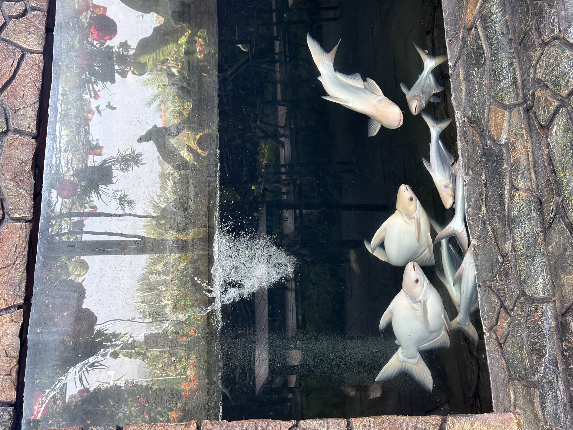 An overhead view captures a group of fish swimming in a dark-bottomed pond or tank, bordered by a textured, stone-like structure. On the left, a vertical reflective surface, possibly glass or a waterfall, shows clear reflections of lush green tropical plants, potted flowers, and a bright, overcast sky.
Within the water, two large, pale-colored fish with rounded bodies and noticeable red markings (possibly eyes or mouth areas) are prominent, appearing to be near the surface. Several smaller, silvery-grey fish with slender bodies are also visible, swimming alongside and beneath the larger fish. All fish are actively moving in the water.
Near the reflective panel on the left, a section of water is agitated with splashes and bubbles, suggesting a water feature like a small waterfall or an aeration system. The surrounding stone border has a rough, uneven texture, resembling natural rock or patterned concrete blocks. The scene is brightly lit, indicative of daytime. No discernible text is visible in the image. The tropical foliage reflections are consistent with the Phước Hải, Vietnam location context.