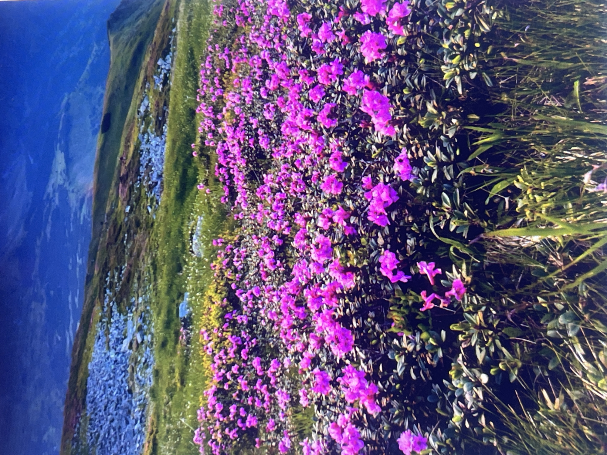 This image, oriented vertically, captures a vibrant natural mountain landscape under clear daylight. The dominant feature is a sprawling field of dense, blooming purple-pink flowers, likely rhododendrons, covering the foreground and midground. These flowers grow on shrubs with dark green leaves, creating a rich tapestry of color and texture.
To the left of the flower field, a steep slope ascends, featuring patches of lush green grass interspersed with numerous light-colored rocks and some smaller white wildflowers. Further left and in the background, a vast expanse of deep blue dominates, appearing as either a deep valley, a large body of water, or distant mountains shrouded in atmospheric haze. A distinct, green-sloped mountain ridge forms a natural boundary between the immediate landscape and this distant blue area.
The bright, clear lighting suggests a sunny day, enhancing the vivid hues of the flowers and the natural environment. There are no people, animals, or man-made structures visible in the scene. The image conveys a sense of serene, untouched natural beauty and the flourishing ecosystem of a mountainous region, indicative of an alpine or sub-alpine setting. No visible text is present.
