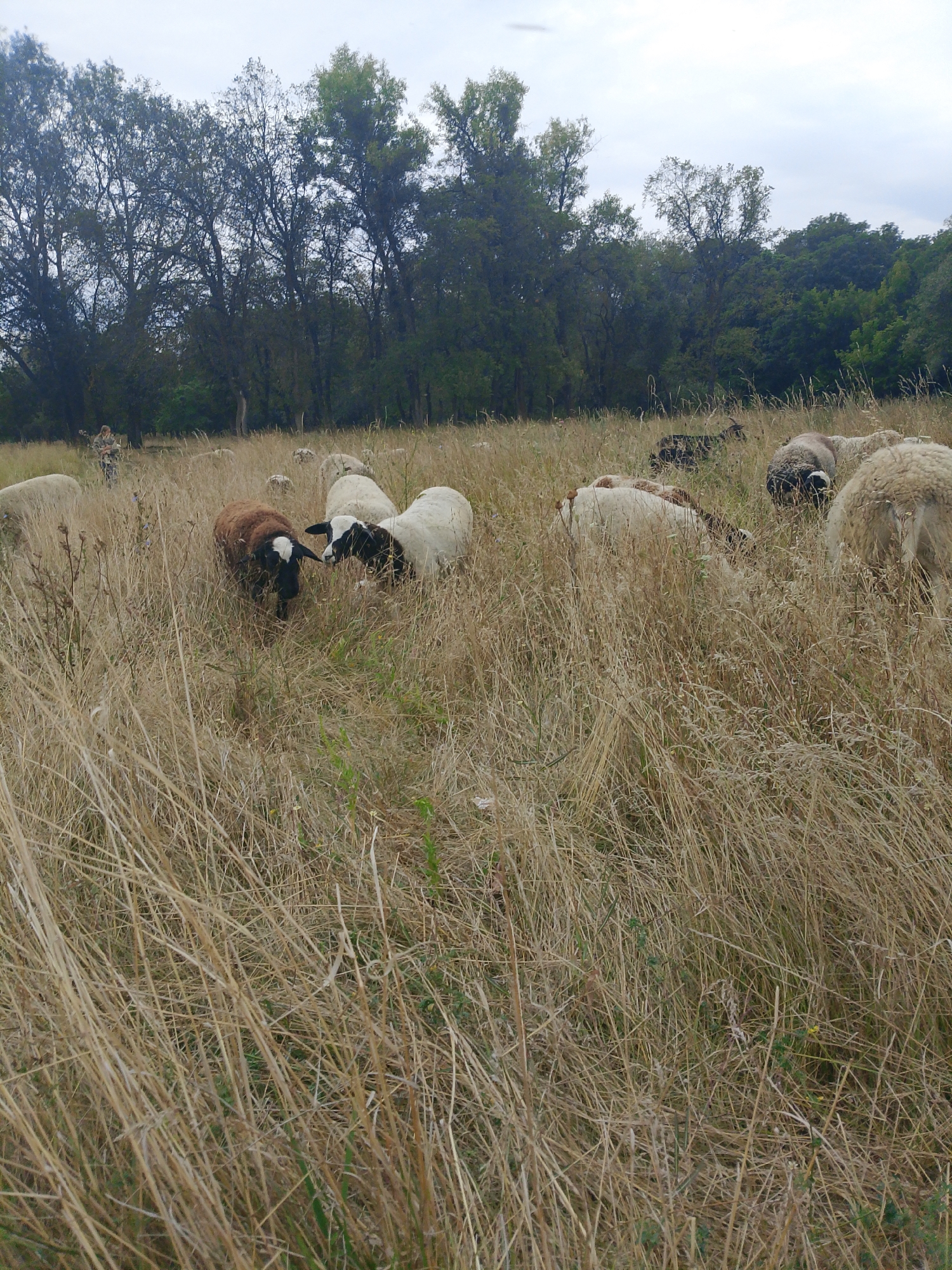 A flock of sheep grazes in a field of dry grass, with a treeline in the background. One sheep is dark brown with a white face, and two white sheep are standing close together, one with a black face. A person wearing camouflage clothing is visible in the distance, standing among the trees. The sky is overcast.