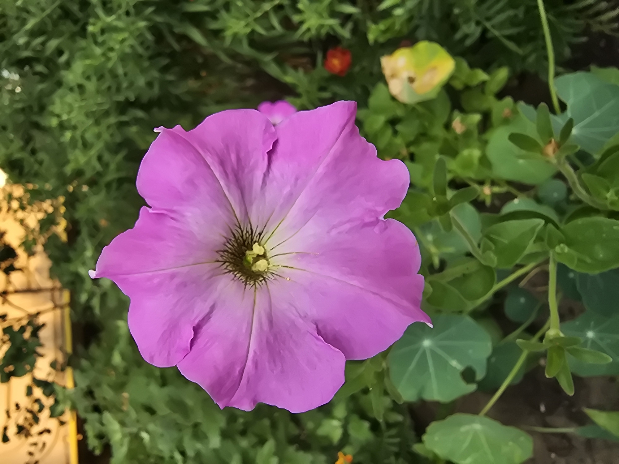 A close-up, vertical shot shows a vibrant pink petunia flower in bloom. The flower's petals are a soft pink, with darker veins radiating from its center. The center of the flower features a fuzzy, greenish-brown stigma and yellow anthers. The petunia is surrounded by lush green foliage. In the background, blurred greenery and hints of yellow and orange flowers are visible. The scene suggests an outdoor garden setting, possibly in Vyshneve, Ukraine, given the location context. The lighting indicates it is daytime, with a warm glow suggesting either sunrise or sunset.