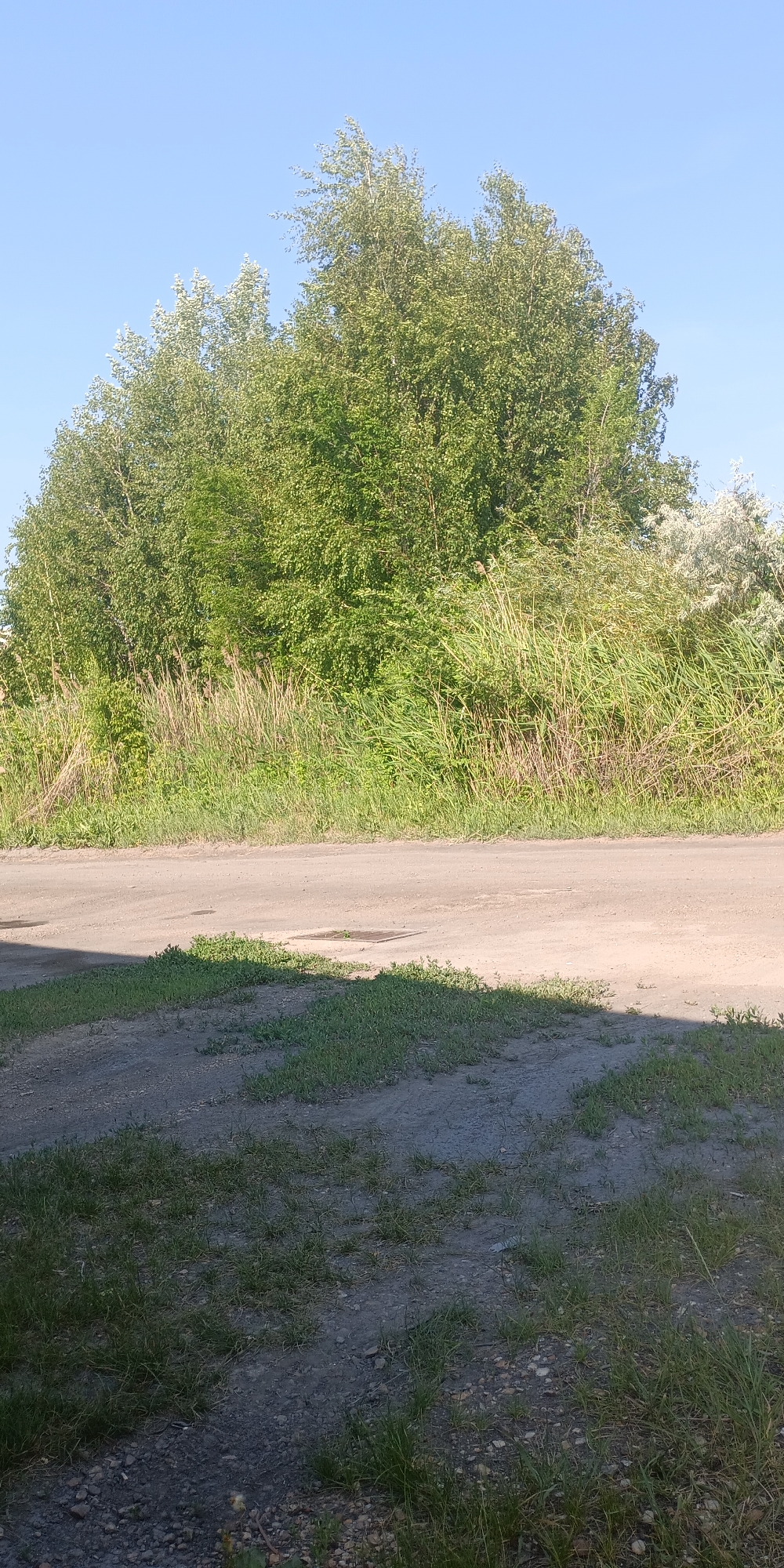 A paved road runs horizontally across the mid-ground of the image, with a strip of grass and dirt to the foreground. Beyond the road is a dense line of green trees and tall grass. The sky above is clear and blue. The scene appears to be a roadside in Gornyak, Russia, likely during daylight hours. There are no people or visible signs of recent activity. The image is a still shot, captured from a stationary perspective.