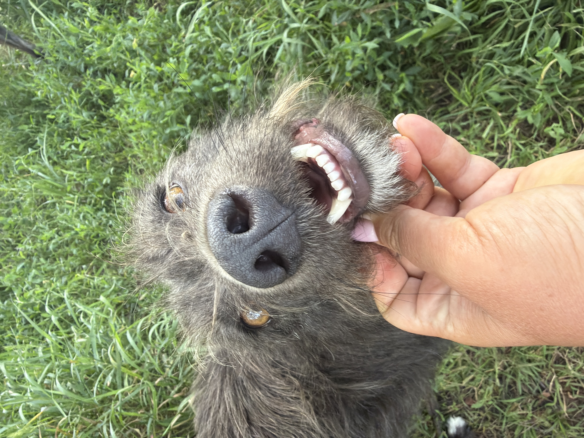 The image shows a close-up of a shaggy, grey dog's face, looking upwards. The dog's mouth is slightly open, revealing its teeth. A person's hand, with light-colored skin and a pink fingernail, is holding the dog's chin, lifting its lips. The background consists of green grass. The image does not provide any information about the city of Leningradskaya, Russia.