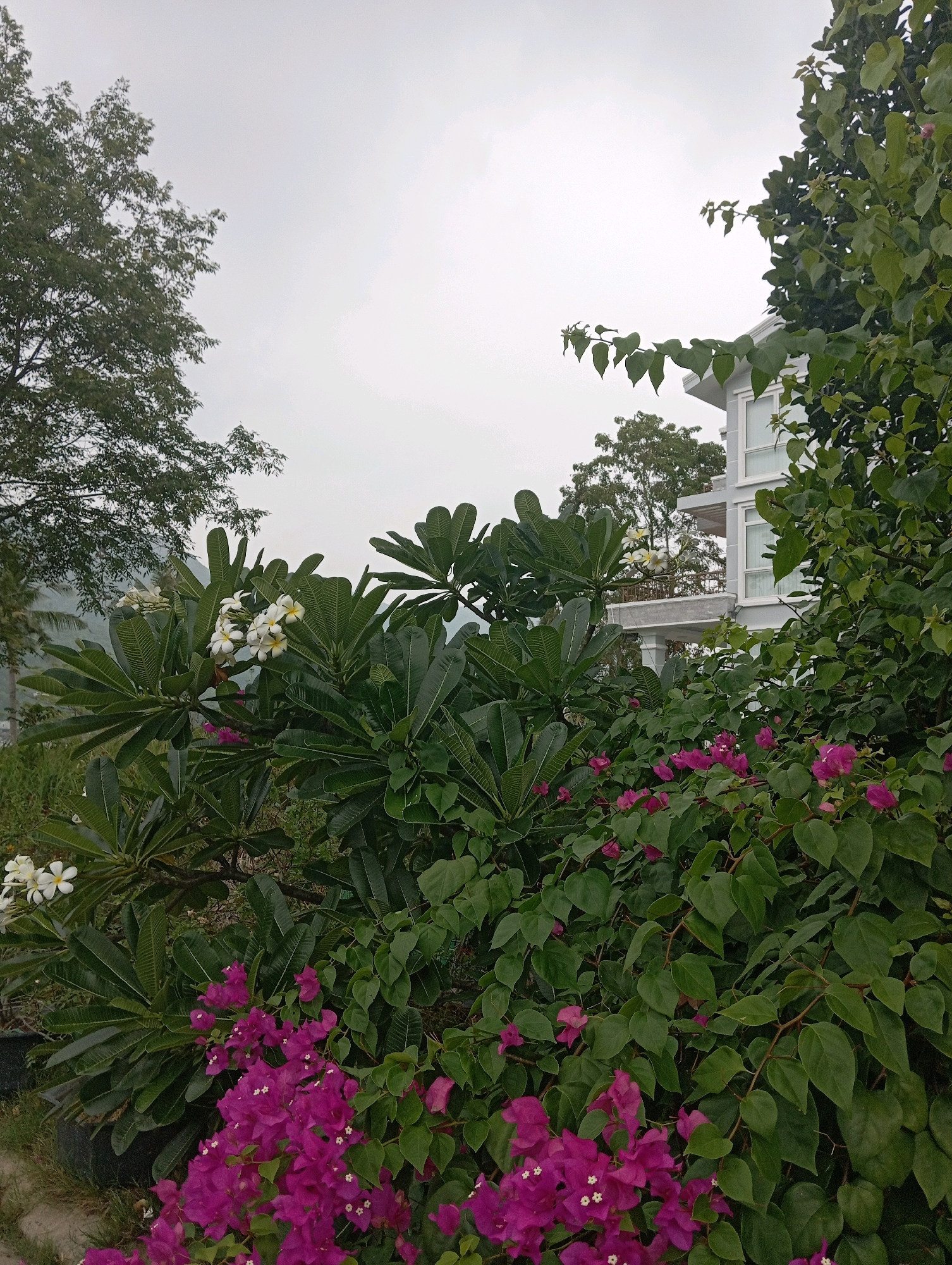 This image depicts a lush, green outdoor scene with a building in the background, likely taken in Nha Trang, Vietnam. The foreground is dominated by vibrant magenta bougainvillea flowers interspersed with the broad, dark green leaves of a frangipani tree. Several white frangipani flowers with yellow centers are visible amongst the foliage. Behind these flowering plants, a modern, light-colored building with white-framed windows is partially obscured by dense vegetation. To the left, a mature tree with intricate branches and green leaves stands against an overcast sky. The overall impression is one of a tropical garden setting adjacent to a residential or commercial structure, common in coastal cities like Nha Trang. There are no people or animals visible in the frame.