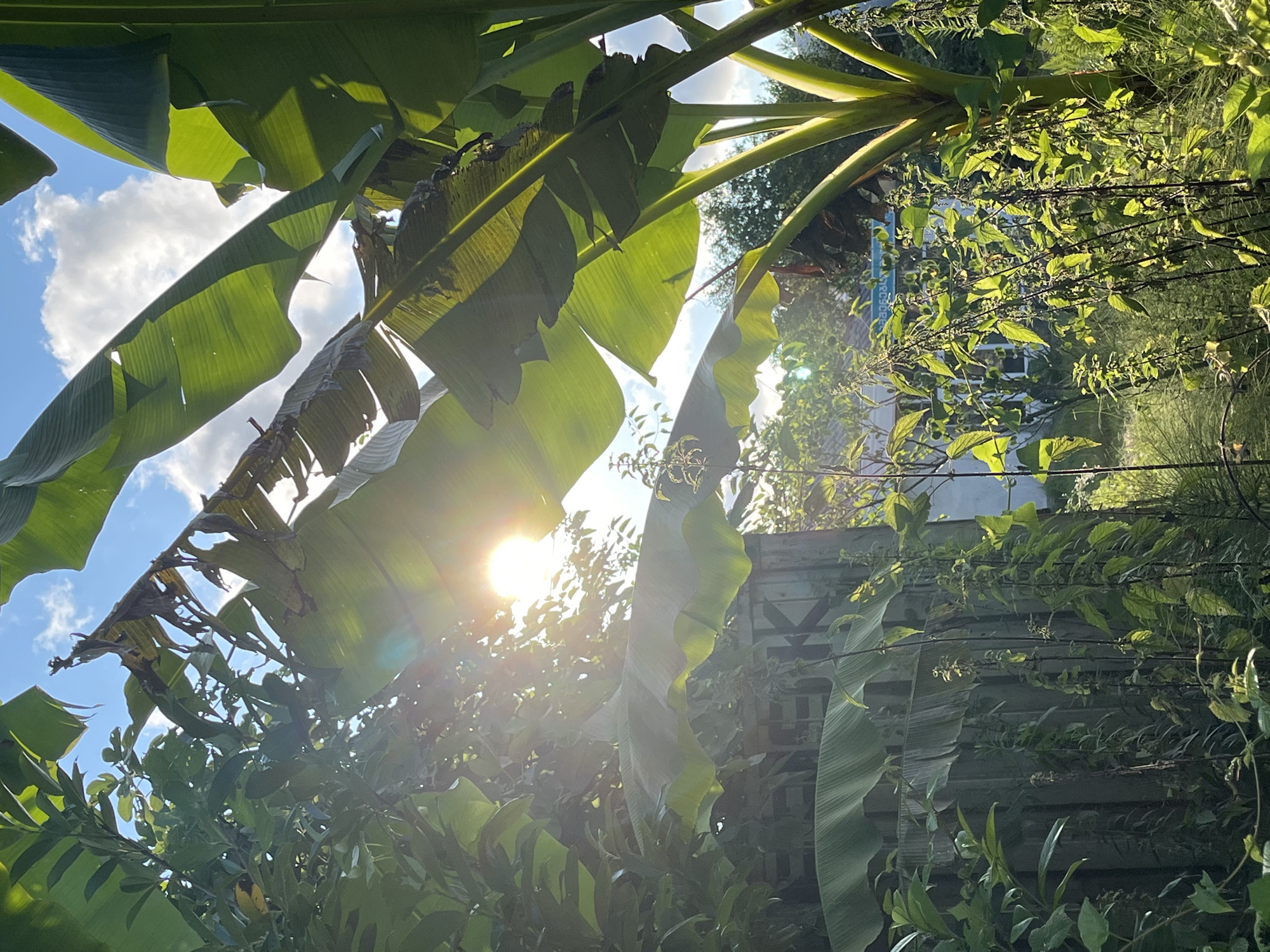 The image depicts a sun-drenched garden scene with lush vegetation, featuring large banana leaves prominently in the foreground and middle ground. The sun's rays pierce through the leaves, creating lens flare and highlighting the vibrant green foliage. In the background, a rustic wooden structure or wall is visible, with some lettering or markings on it. Further in the distance, there appear to be buildings and trees, suggesting a residential or semi-rural setting. The overall impression is one of a warm, natural environment bathed in sunlight. The image is located in Ureki, Georgia.