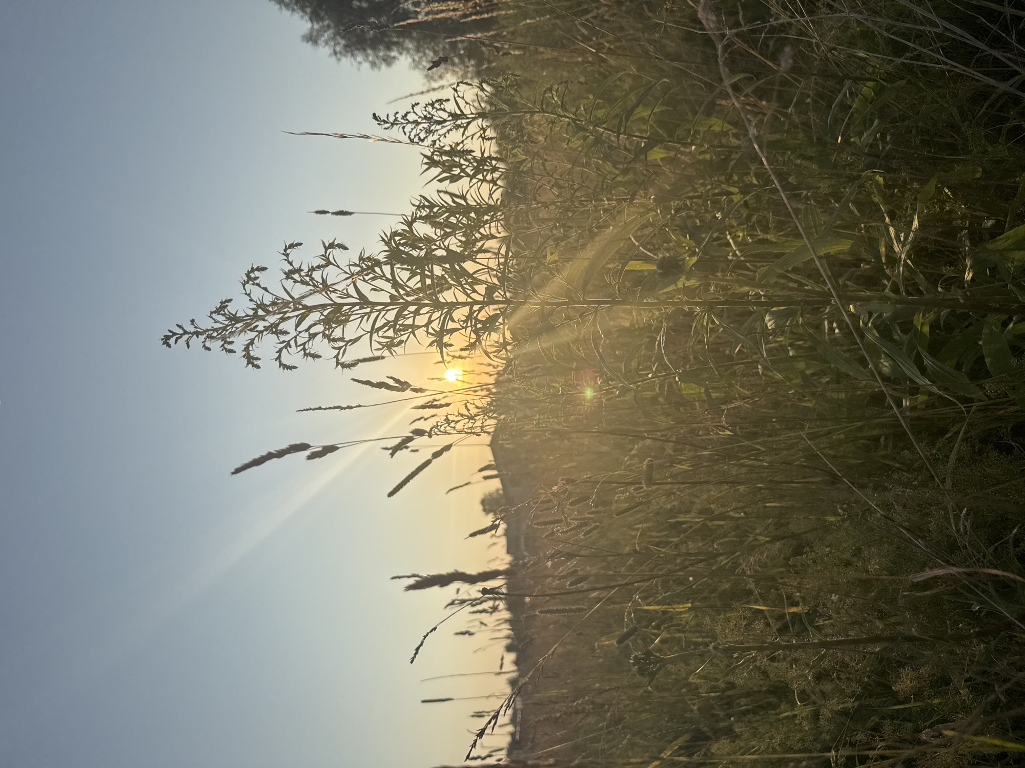 The image depicts a field of tall grass and wildflowers bathed in the golden light of a setting sun. The sun, a bright orb with visible rays, is positioned in the upper left quadrant of the frame, casting a warm glow over the landscape. Silhouetted against the sun are the slender stalks of various grasses, some topped with seed heads. In the foreground, a particularly tall plant with leafy branches stands prominently, its silhouette detailed against the luminous sky. Beyond the field, faint outlines of buildings and trees are visible, suggesting a rural or semi-urban setting. The sky above is a clear, soft blue transitioning to a pale yellow near the horizon. The overall atmosphere is serene and natural, evoking a sense of peaceful twilight in a meadow. The location is specified as being in the city of Carnikava, Latvia.
