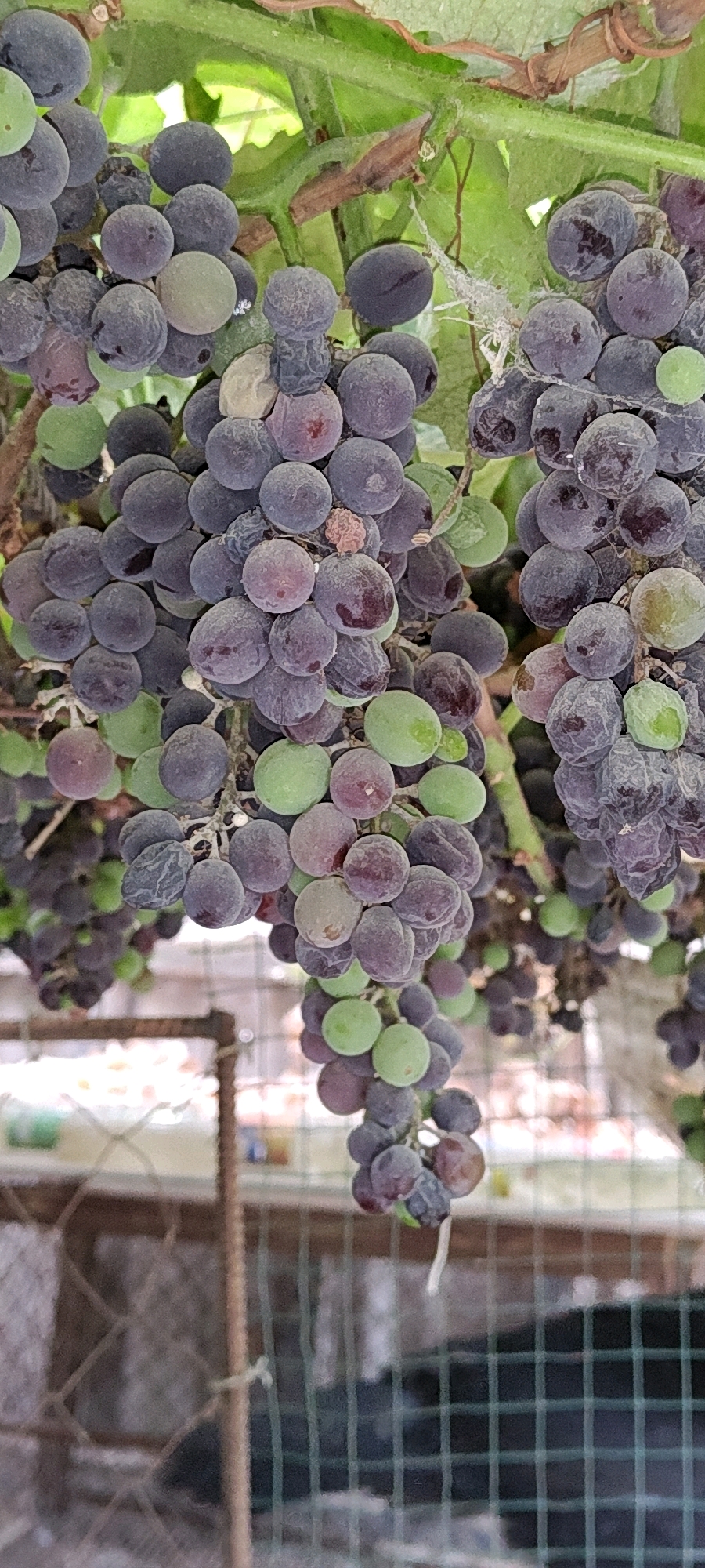 A close-up, vertical shot captures a cluster of grapes hanging from a vine. The grapes are a mix of deep purple and green, with some appearing shriveled. The vine itself is green and woody, with some leaves visible in the background. A wire fence and some structures are blurred in the background, suggesting an outdoor environment. The scene appears to be located in Buston, Tajikistan.