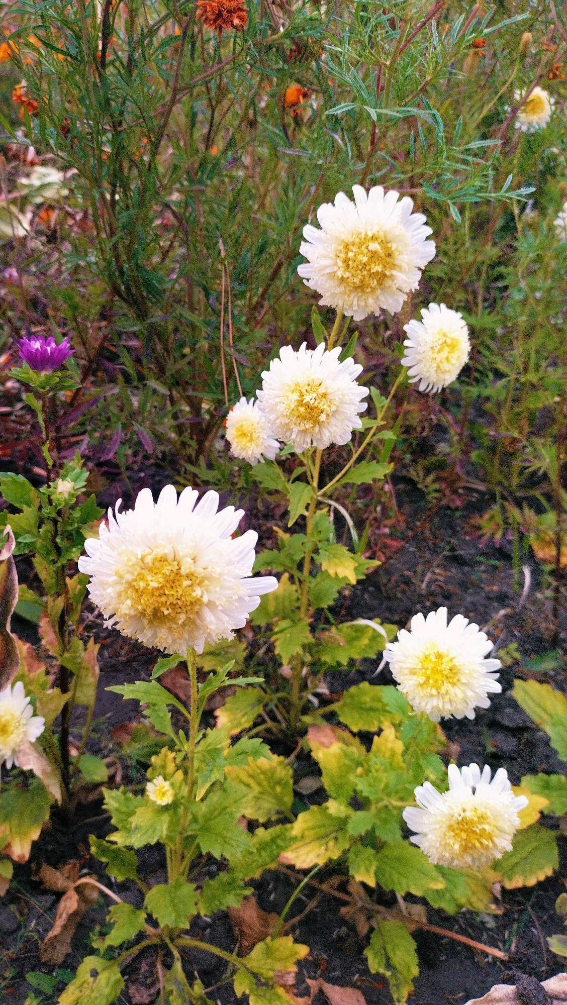This is a medium-shot, eye-level photograph of several white chrysanthemums with yellow centers, in bloom. The flowers are arranged in clusters and scattered throughout the frame. The background is a blurred mixture of green foliage and dark soil, suggesting an outdoor garden setting. The overall impression is one of natural beauty and abundance. There are no people or animals present in the image, and no discernible actions or interactions are taking place. The photograph appears to have been taken in a city park or a residential garden.