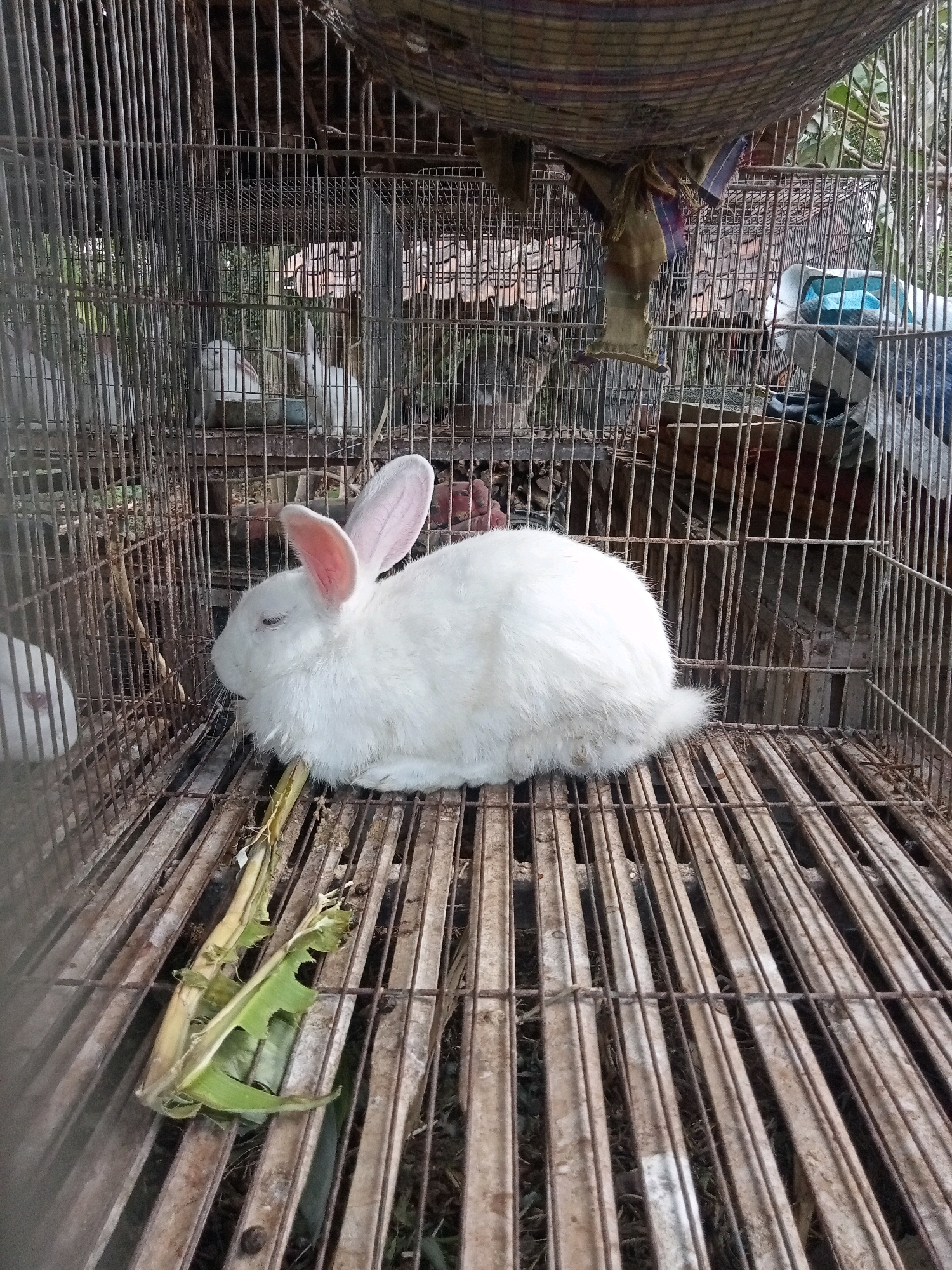A white rabbit with prominent pink ears is lying down on the wooden floor of a rusty metal cage. The cage appears to be outdoors, with foliage visible in the background. There are other rabbits in cages behind the main subject, and some food scraps, likely leaves, are scattered on the floor of the cage. The overall scene suggests an animal enclosure or farm in an outdoor setting, potentially in the city of Trenggalek, Indonesia.