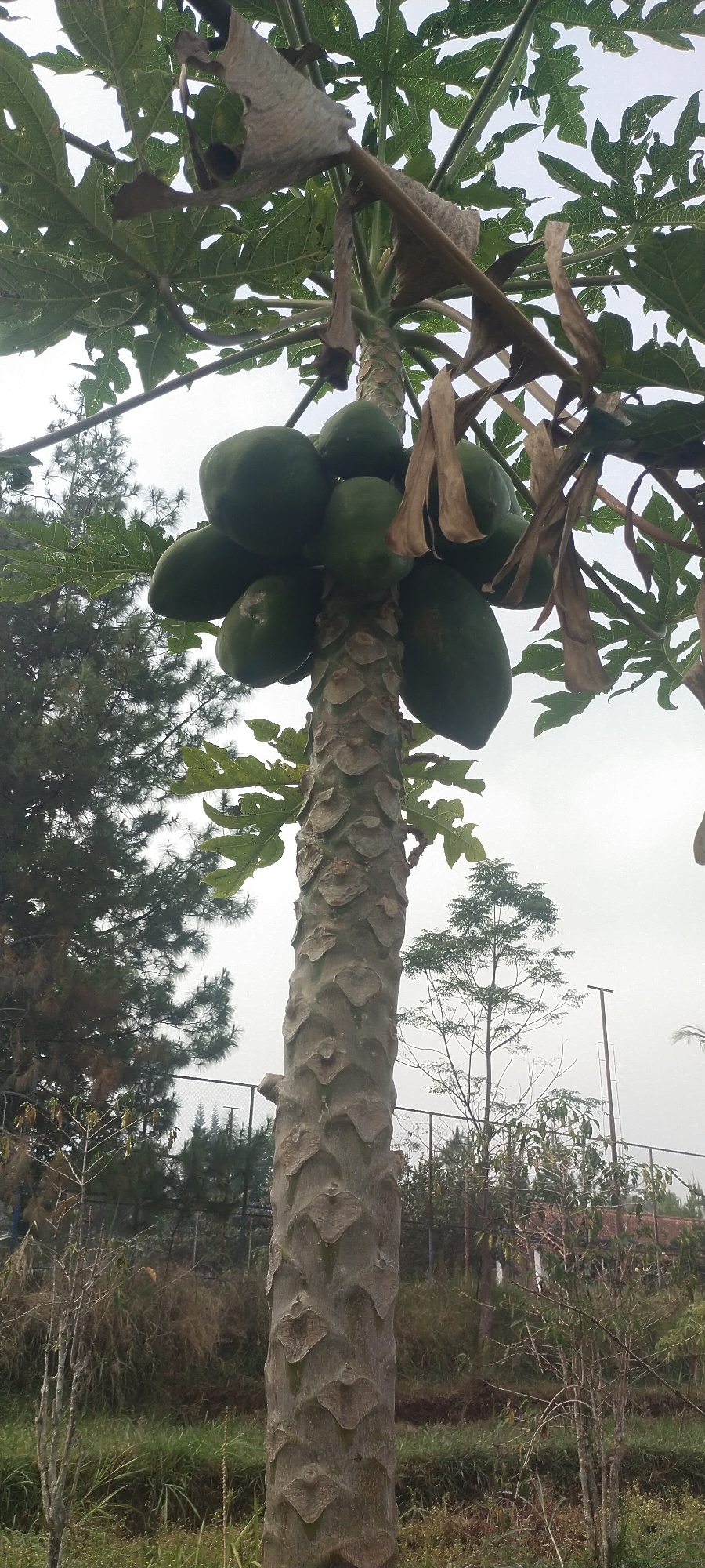 A papaya tree stands tall with a thick, textured trunk. Several unripe green papayas are clustered around the upper part of the trunk, nestled among large, lobed green leaves. Some dried, brown leaves also hang from the branches. The tree is set against a cloudy sky, with blurred green foliage and trees in the background, hinting at an outdoor environment. The scene appears to be located in Pasirhuni, Indonesia, suggesting a tropical or subtropical climate suitable for papaya cultivation. There are no people or animals visible in the image.