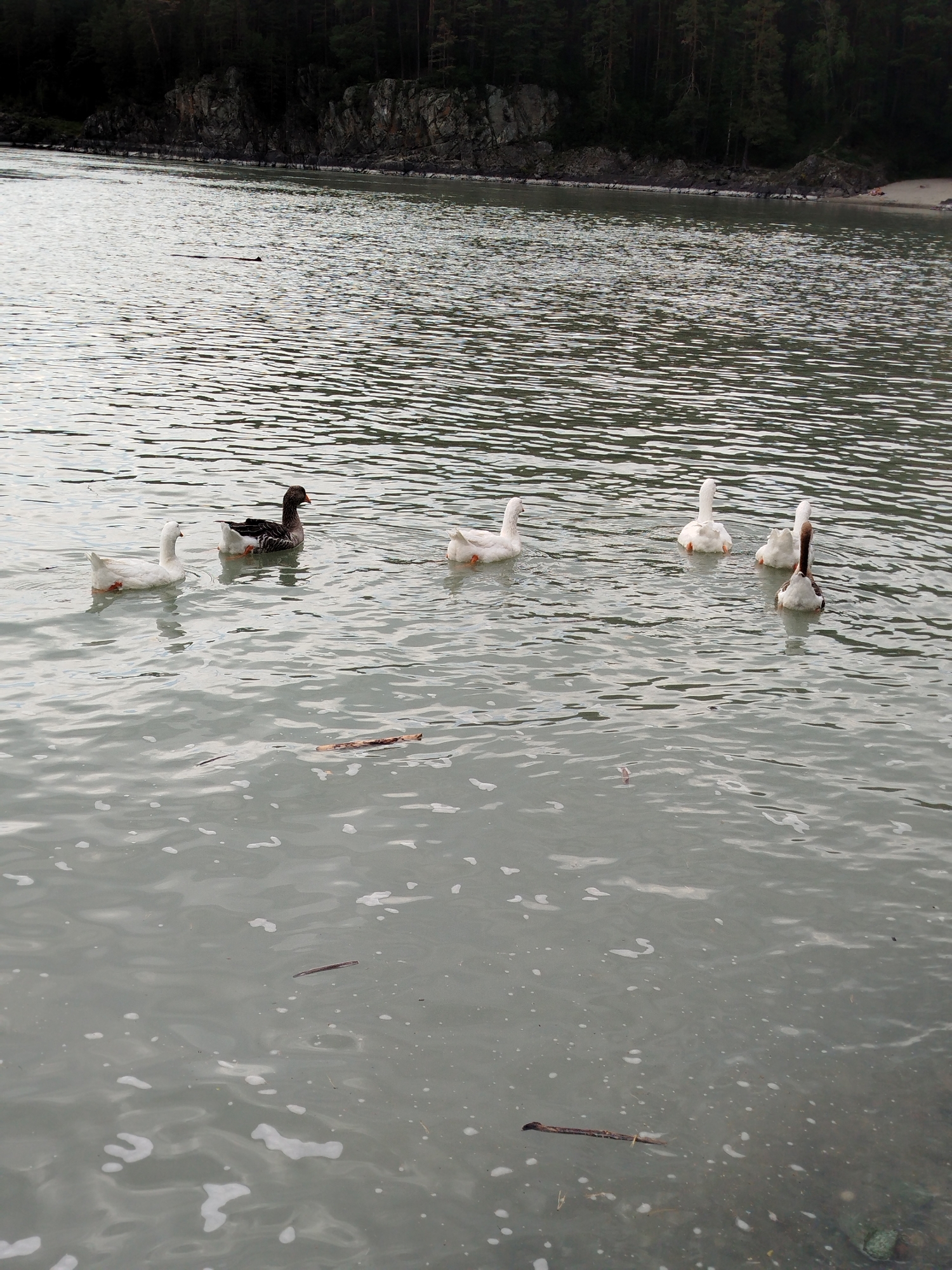 A flock of six geese swims in a wide, calm river. The water is a muted gray-green color, with gentle ripples and occasional patches of white foam. In the background, a dark, rocky shoreline is densely covered with tall, evergreen trees, suggesting a natural, forested environment. The overall lighting indicates an overcast day. The scene is situated in the city of Ust-Muny, Russia, a location known for its picturesque natural landscapes along the Katun River. There are no people visible in the image.