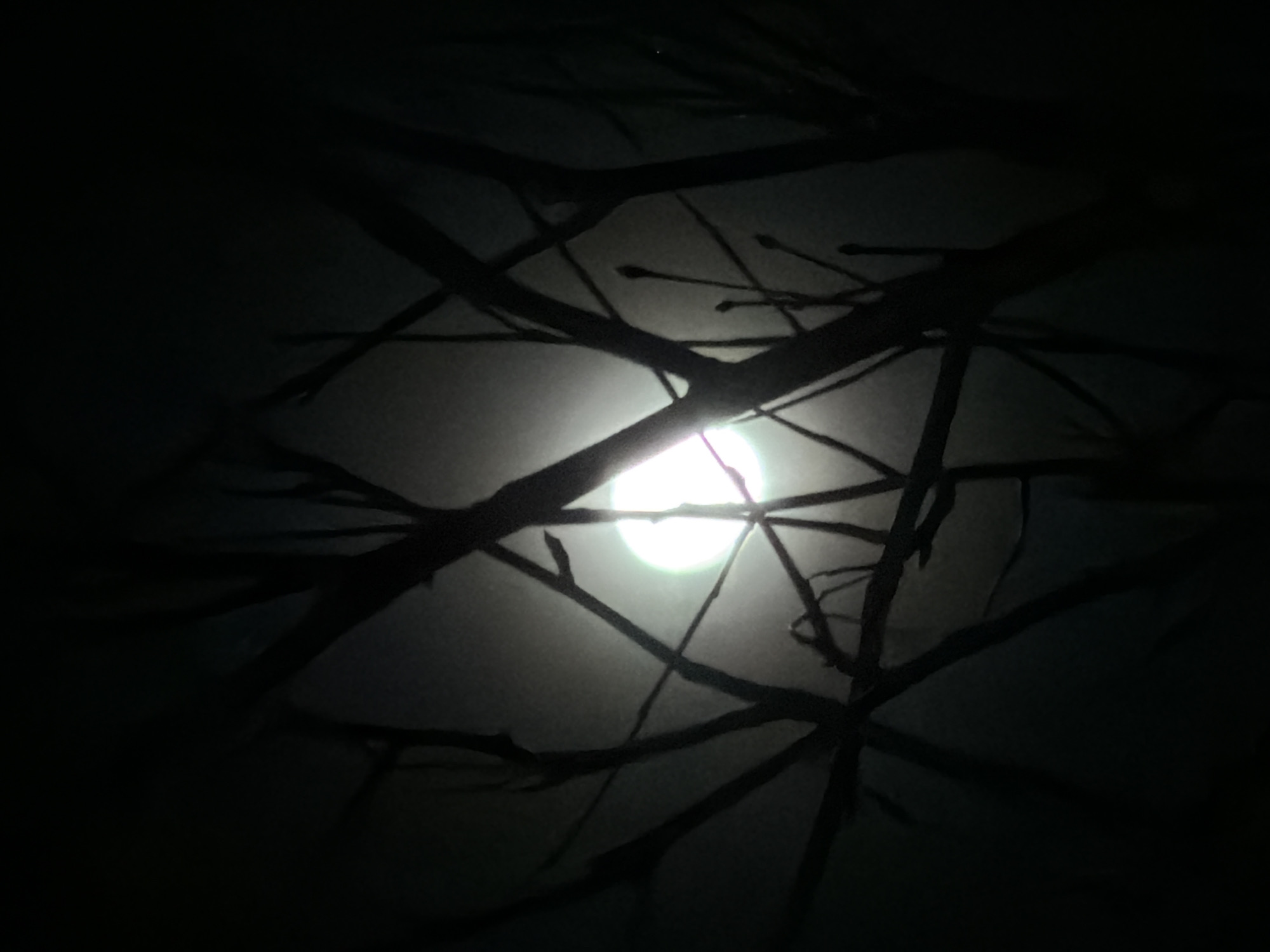 A low-angle, nighttime view, possibly taken in Dubovaya, Russia, focuses on the moon obscured by tree branches. The dark silhouettes of the branches contrast sharply with the bright, diffused light of the moon in the background. No people, animals, or other identifiable objects are visible. The environment is dark, suggesting a rural or sparsely populated area.