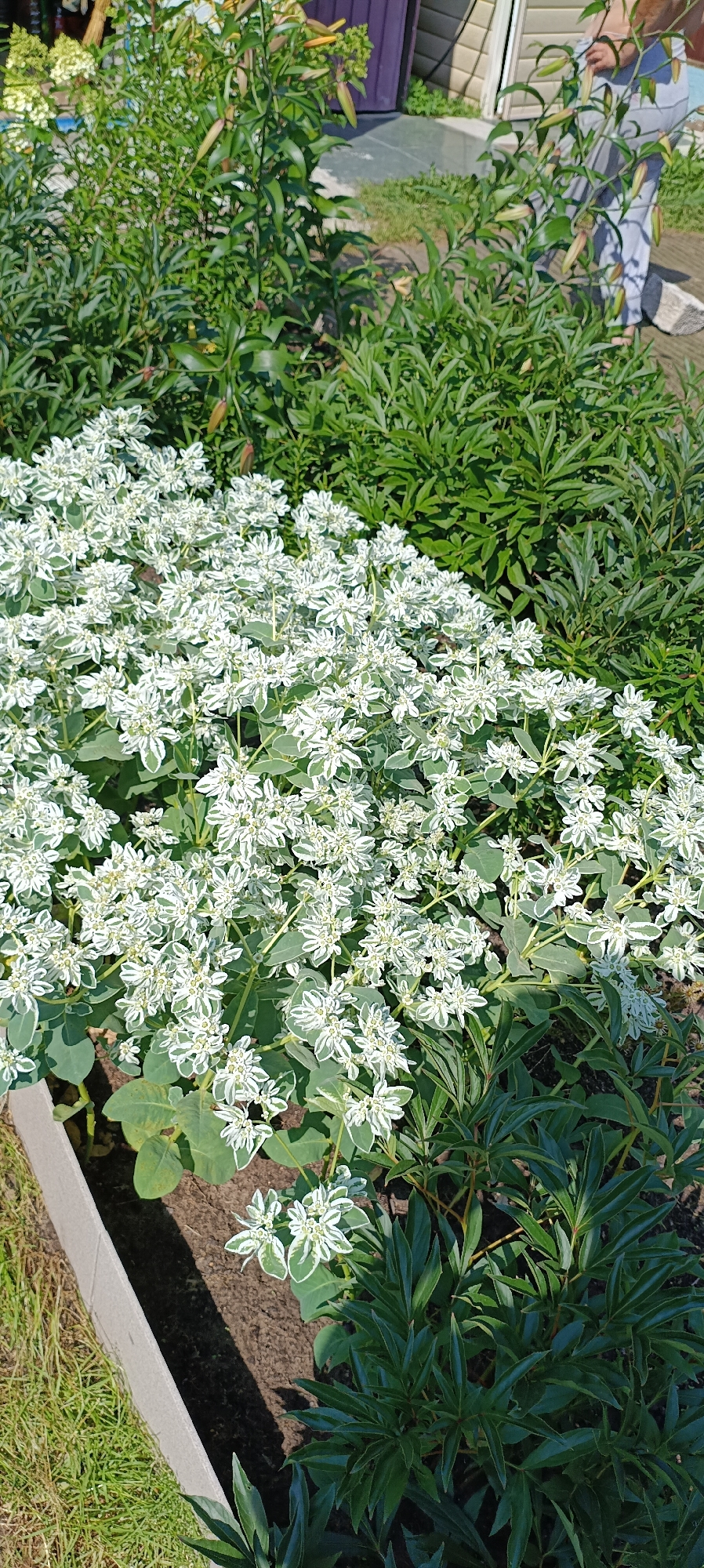 The image depicts a well-maintained garden bed featuring a dense cluster of white and green variegated foliage. The plants have a frothy appearance, with many small, star-shaped white bracts edged in green, interspersed with broader green leaves. These plants dominate the foreground and midground of the image. Behind them, to the left, are taller green leafy plants, possibly hydrangeas, and to the right, dark green, almost black, foliage of what appear to be peony plants. In the background, a person is visible, wearing a grey top and pants, walking away from the camera. Behind the person, a light-colored wall with a purple door or window frame is visible, suggesting a building. The ground around the garden bed is a mix of dark soil and a lighter colored edge, possibly a border. The scene is brightly lit, indicating it is daytime. This garden is located in the city of Petropavl, Kazakhstan.