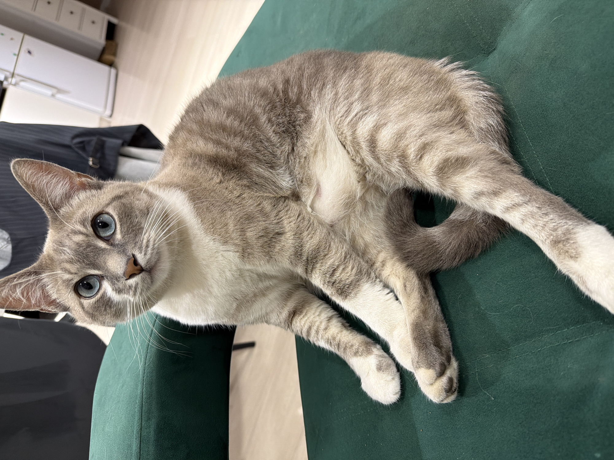 A light brown and white tabby cat with striking blue eyes is seated on a dark green cushioned surface, likely a chair or sofa. The cat is looking directly at the camera with its ears perked up. Its fur has distinct tabby markings in shades of brown and grey, with white fur on its chest, paws, and muzzle. The background is blurred but suggests an indoor environment with furniture and a white appliance. The image was taken in Buzuluk, Russia.