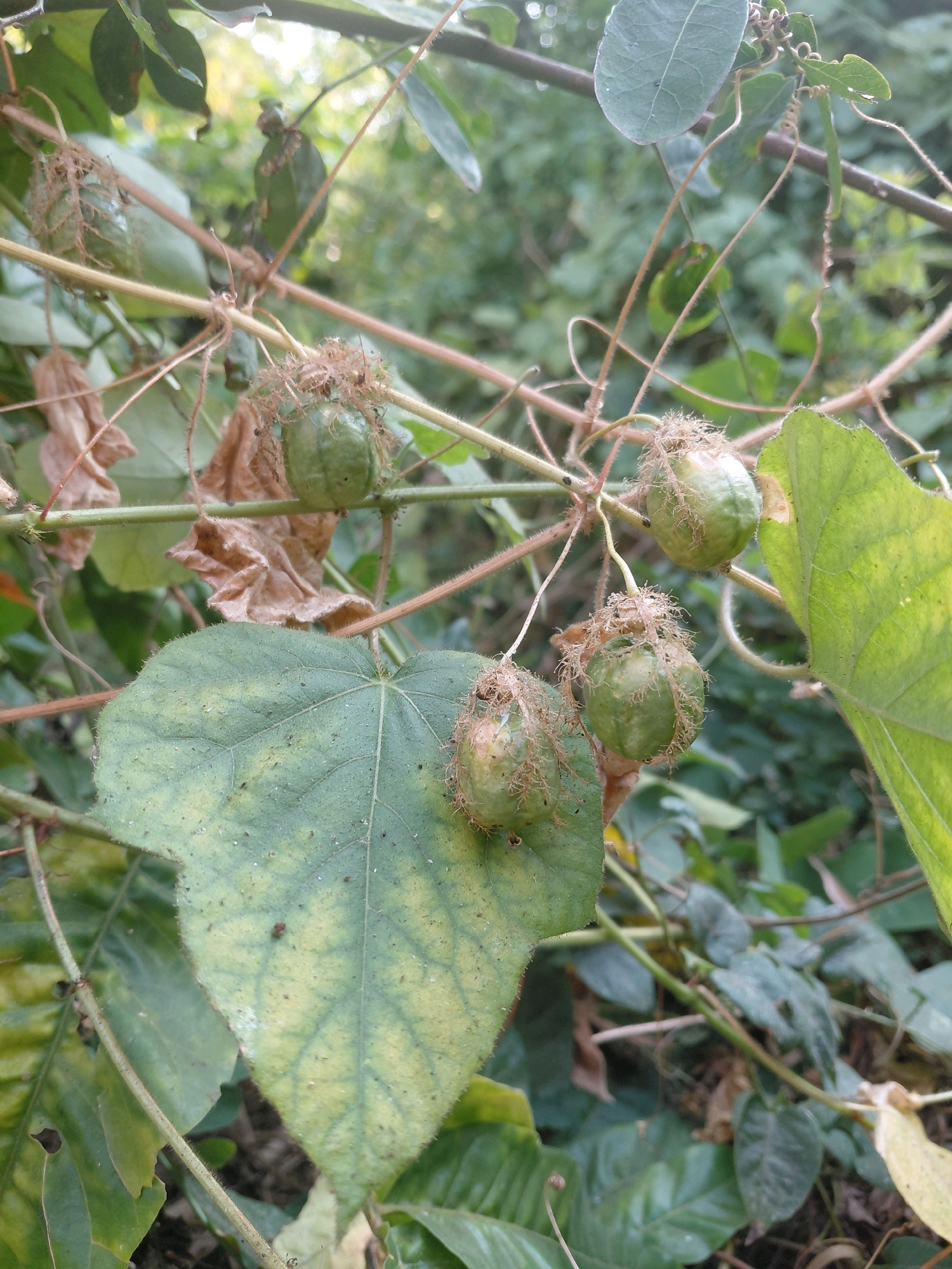 The image is a close-up, eye-level shot of wild passion fruit (Passiflora foetida) growing in the natural environment. The foreground is dominated by a large, heart-shaped leaf with visible veins and a slight yellowing. Several green, immature passion fruits hang from thin vines, each enclosed in a delicate, hairy involucre. Some dry, brown leaves are also present, interspersed among the vines and fruits. The background is blurred, showing more green foliage and suggesting a natural, possibly rural or jungle-like setting. The lighting is soft, indicating it might be overcast or the photo was taken in shade. The scene appears to be located in the Patunjungan area of Indonesia, a region known for its lush vegetation and biodiversity.