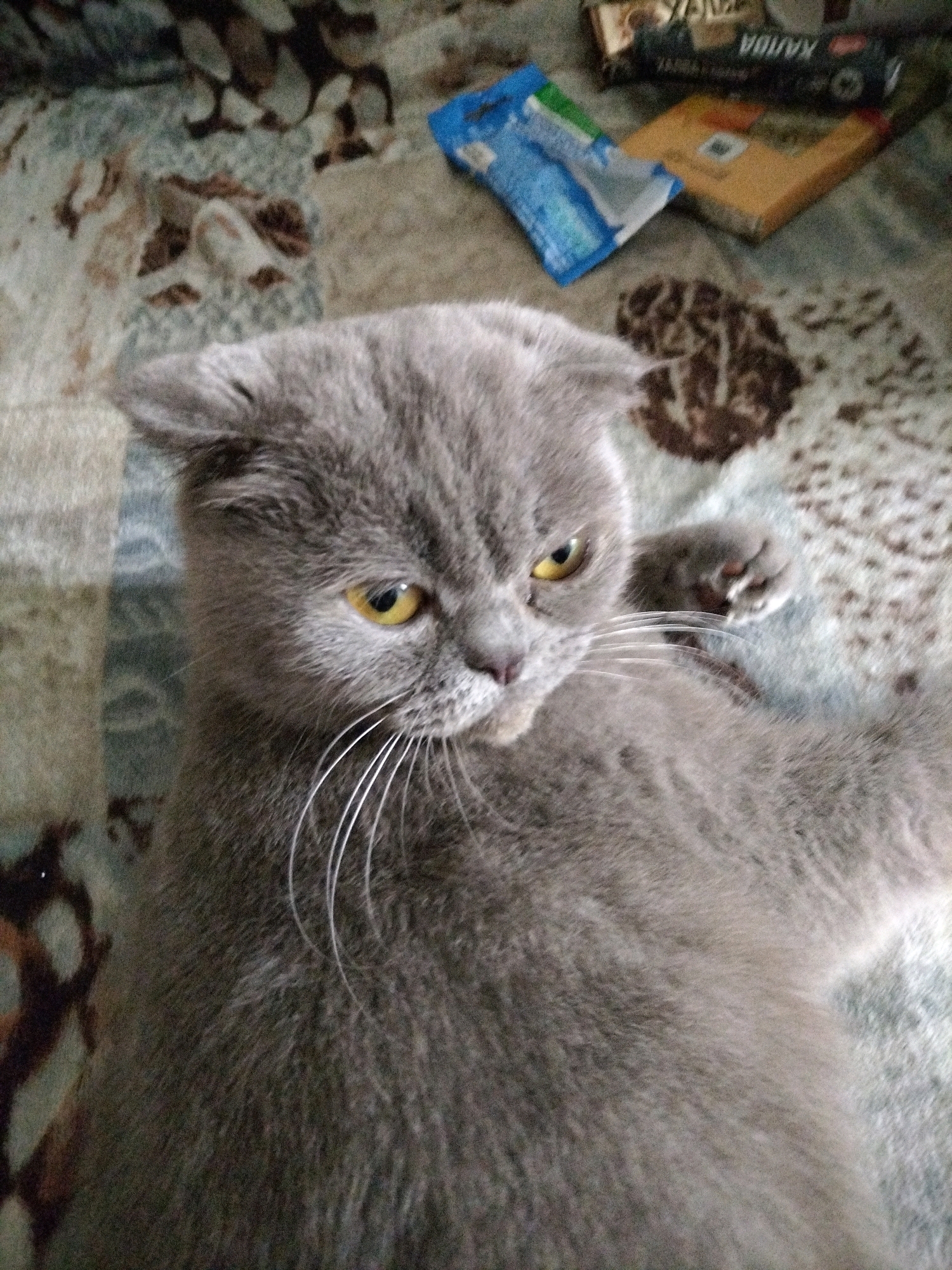 A grey Scottish Fold cat is lying on a textured, patterned blanket, its body partially obscuring the foreground. The cat's head is turned to the right, with its yellow eyes looking slightly off-camera. Its ears are folded. In the background, to the right of the cat, are several objects: a blue plastic package, a yellow rectangular box, and a dark rectangular object with white lettering. The blanket appears to be a tapestry or a thickly woven fabric with a repeating abstract pattern in brown, beige, and grey tones. The scene is captured from a slightly elevated angle, looking down at the cat. There are no people visible in the image. The location is not specified in the image itself, but if it were in Hrodna, Belarus, it would be an indoor domestic setting.