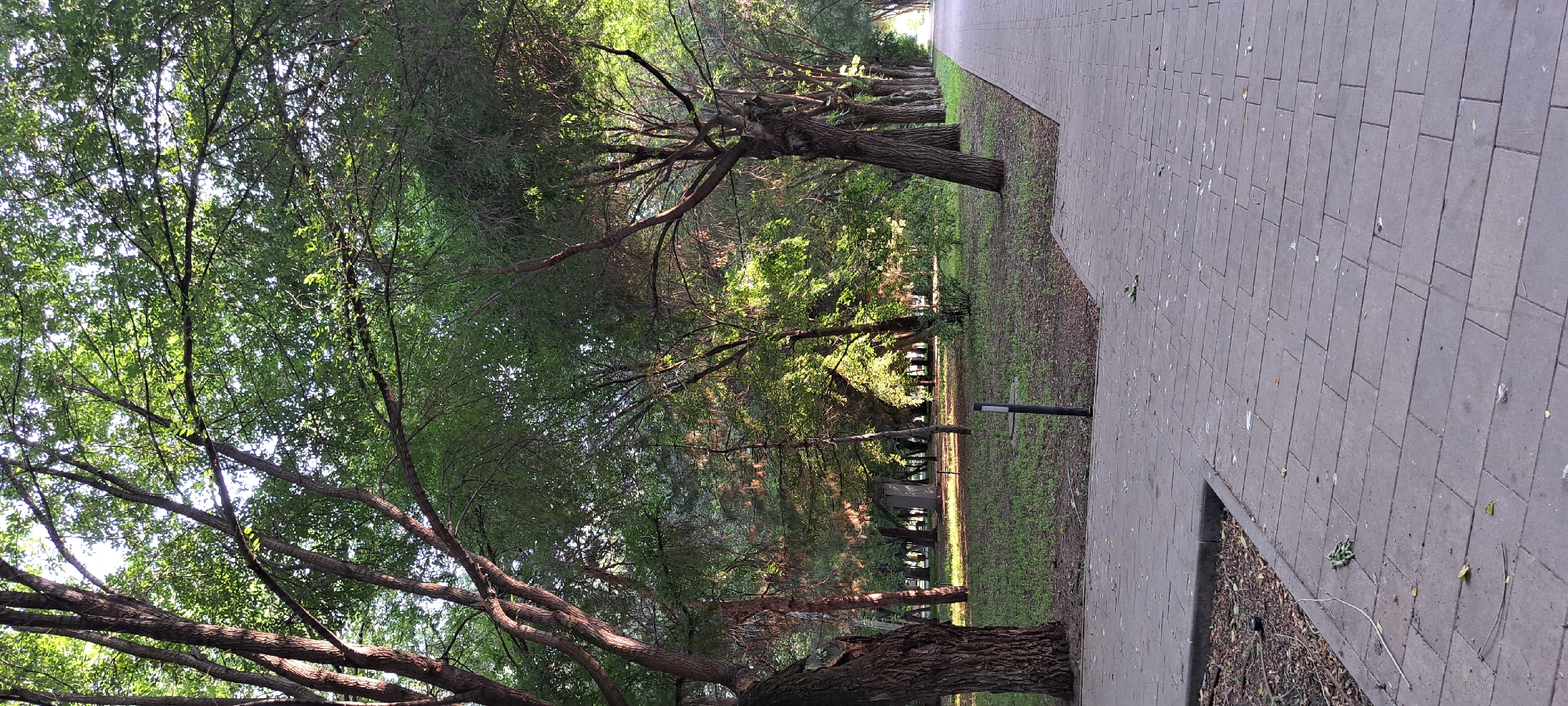 This is a low-angle, vertical photograph of a park path lined with trees. The path is paved with rectangular gray stones laid in a repeating pattern. To the left of the path, the ground is covered with grass and fallen leaves. A line of trees with thick, gnarled trunks and a canopy of green leaves runs along the edge of the path, receding into the distance. Sunlight filters through the leaves, creating dappled light on the grass. In the background, more trees create a dense green backdrop, and glimpses of what appear to be buildings or structures are visible through the foliage. A black metal post, possibly a lamp or a sign, is visible near the edge of the path. The overall impression is one of a serene, natural setting within a park. The time of day appears to be daytime, with the sun casting bright highlights. The weather seems pleasant, with ample sunlight. No people are visible in the image. There is no visible text.