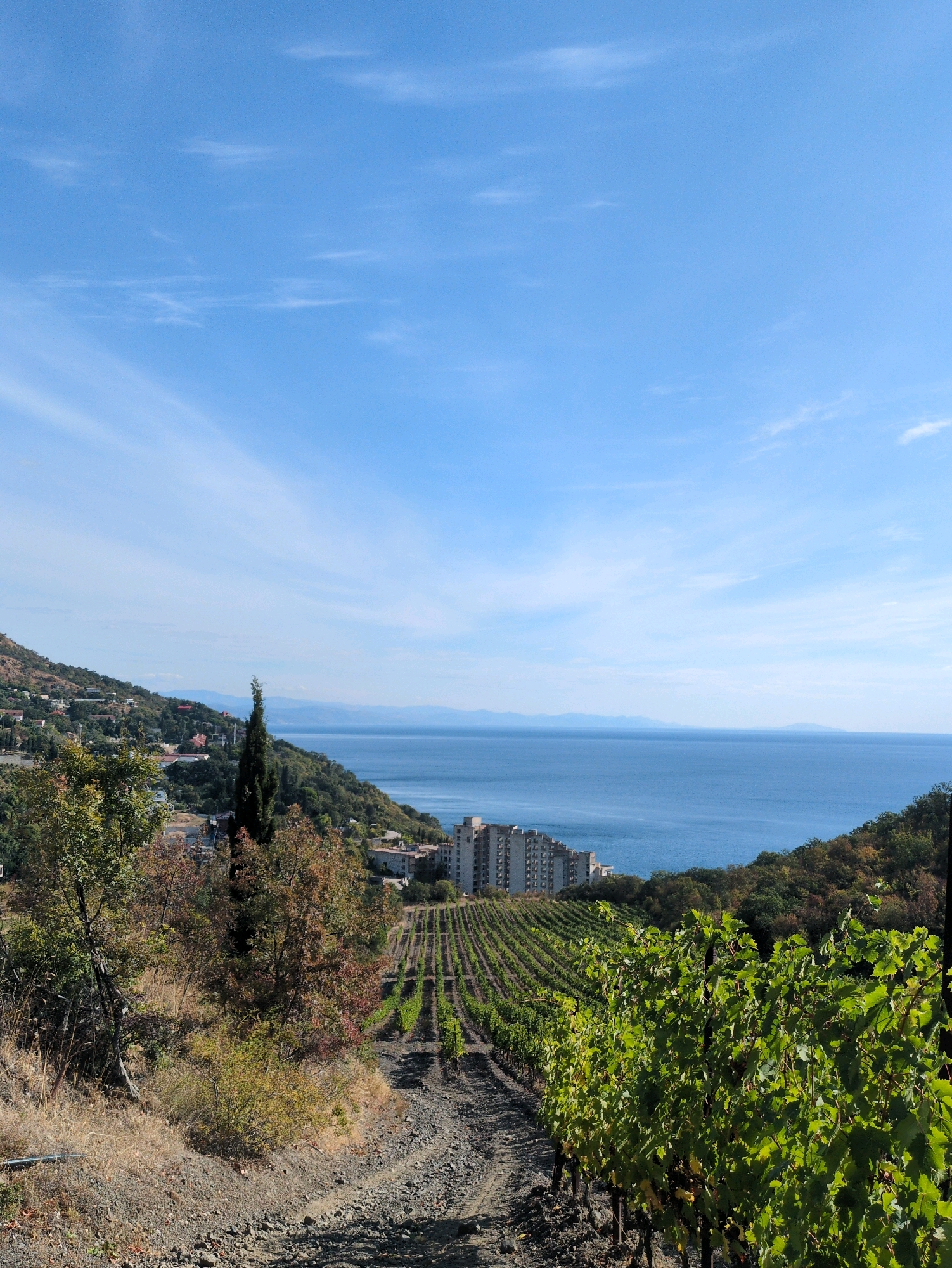 A high-angle, wide shot captures a scenic vista of a coastal landscape under a bright blue sky with wispy white clouds. In the foreground, a dirt path leads downhill between rows of lush green grapevines. The vines are neatly planted in long, parallel lines, with some showing autumnal colors. To the left of the path, dry, sparse vegetation and a few trees with sparse foliage are visible. In the middle ground, a cluster of buildings, some appearing to be hotels or apartment complexes, are nestled on a hillside covered in trees. A tall, dark green cypress tree stands prominently near the buildings. Beyond the buildings, a vast expanse of calm blue ocean stretches to the horizon, where distant, hazy mountains can be seen. The sun is shining, casting shadows and highlighting the textures of the landscape.