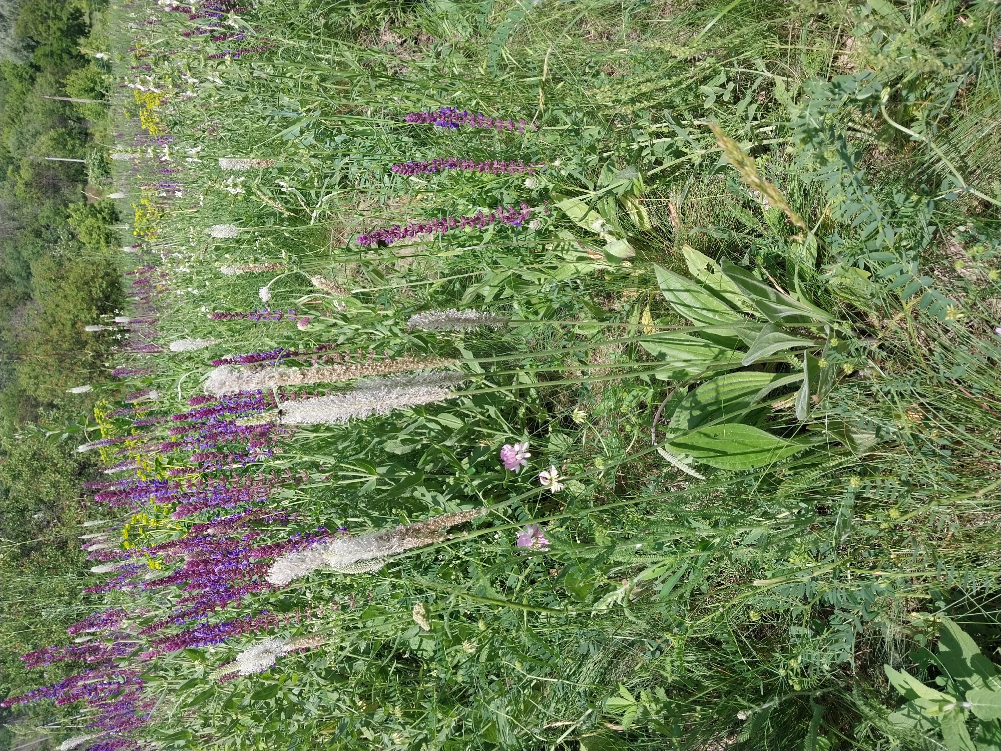 The image shows a close-up view of a meadow in Dnipro, Ukraine, filled with various wildflowers and green grasses under a bright, sunny sky. Dominant flora includes tall spikes of purple flowers, likely sage, and fluffy white flower stalks, possibly plantain. Interspersed are smaller pink and white blossoms, along with abundant green foliage. The background features a dense line of trees and shrubs, indicating a natural or semi-natural setting. The overall scene is one of lush, wild vegetation on a clear day.