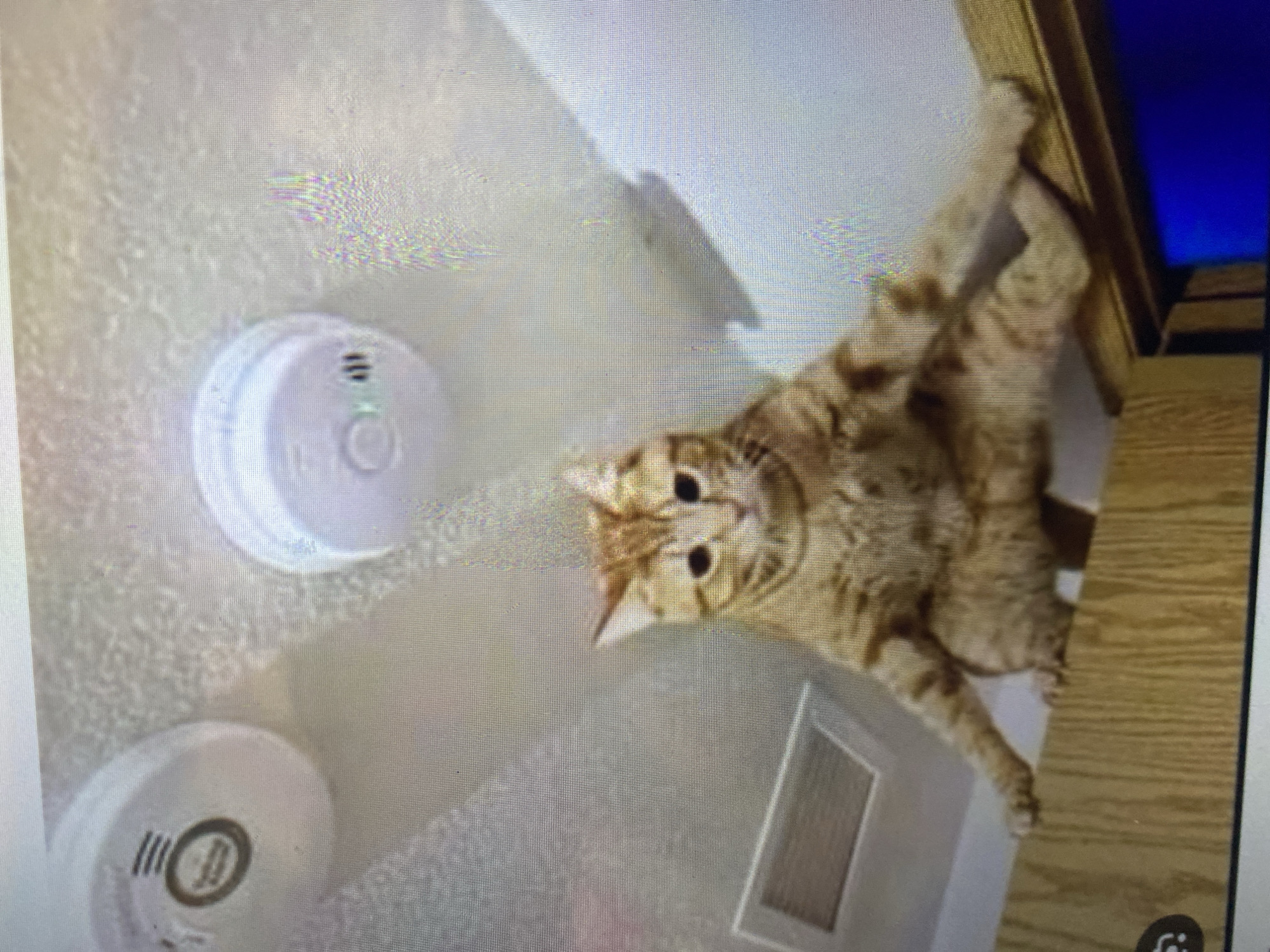 An orange tabby cat is perched precariously on the top edge of a wooden surface, possibly a door or cabinet, with its front paws extended. The cat is looking towards the camera with wide eyes. Above the cat, on a textured white ceiling, are two white circular smoke detectors. To the left of the cat, a rectangular ventilation grate is visible on the ceiling. The scene appears to be indoors, but no specific location in Ta', Indonesia can be determined from the image.