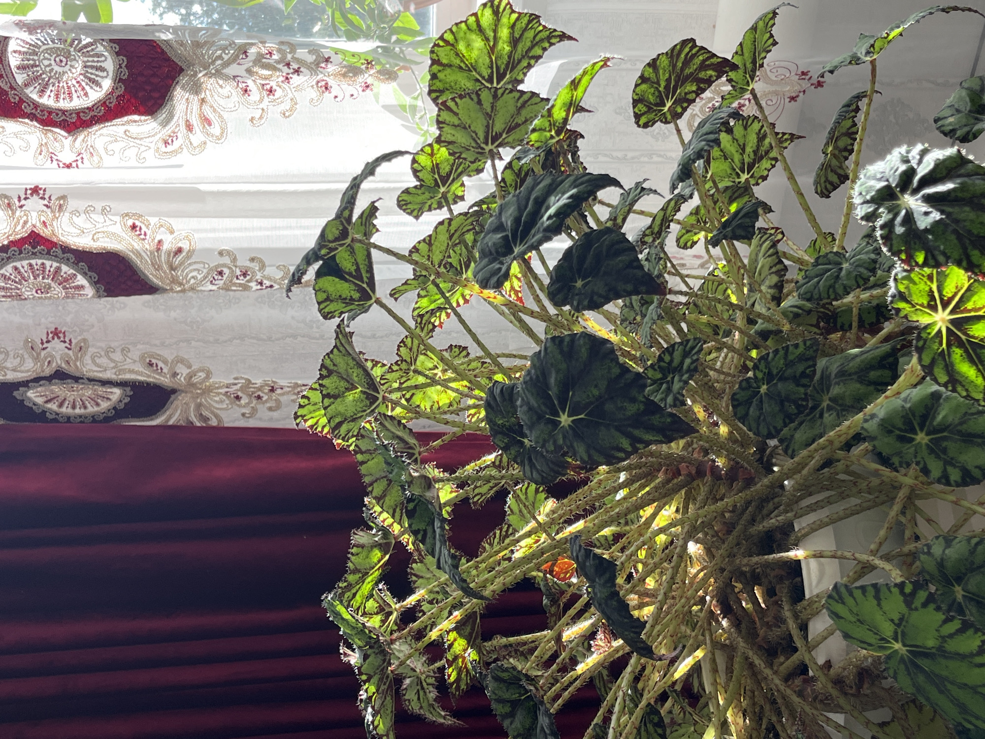 A close-up, eye-level shot focuses on the lush foliage of a potted begonia plant situated indoors. The plant's large, textured leaves, a vibrant mix of green and dark brown, are illuminated by natural light filtering through a window adorned with ornate, white and red patterned curtains. To the left, a deep red curtain creates a contrasting backdrop. The stems of the begonia are numerous and slender, with a slightly fuzzy texture, supporting the sprawling leaves. The scene appears to be a domestic setting, likely a window sill in a room in the village of Starobaltachevo, Russia. There are no people visible in the image.
