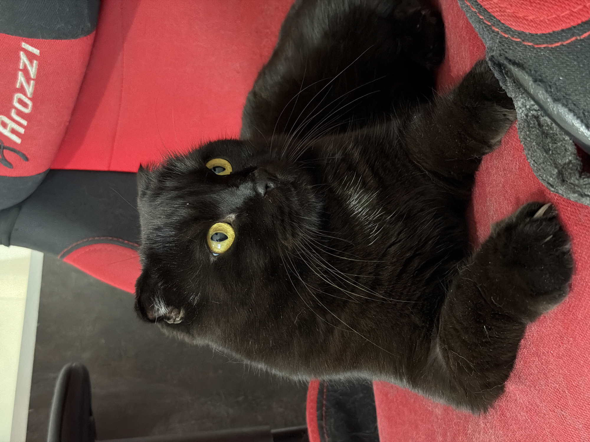 A black cat with bright yellow eyes is lying on a red chair. The cat is facing to the right, and its body is mostly obscured by the chair. The chair appears to be a gaming chair with red and black upholstery and a logo on the back that reads "Arozzi". The background is out of focus, but appears to be an indoor setting with some white and dark grey elements. There is no indication of the city of Tsiolkovsky, Russia in the image.