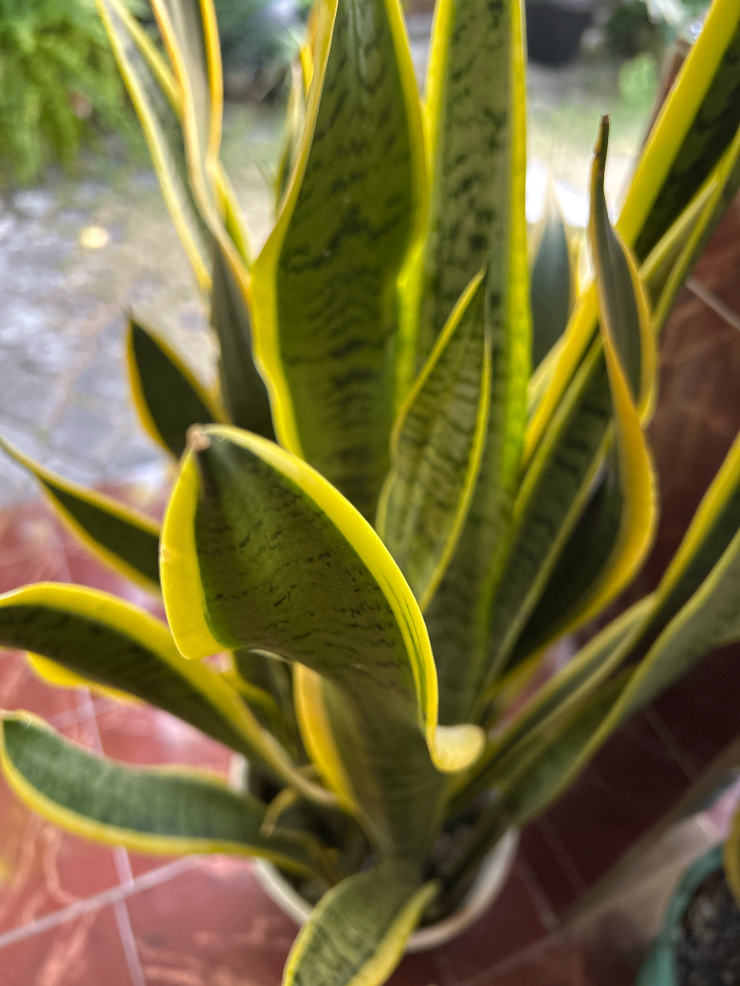 An extreme close-up shot captures the vibrant green and yellow leaves of a snake plant (Sansevieria trifasciata) indoors, likely in Playen, Indonesia. The plant is potted in a white container, partially visible at the bottom center. The leaves are elongated and sword-shaped, with dark green stripes and bright yellow edges. The background is blurred, showing hints of greenery and a tiled floor, possibly a patio or balcony. The lighting suggests it is daytime. There are no people or animals present.