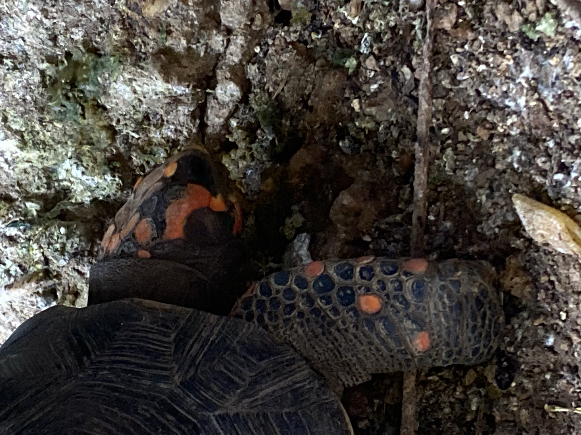 The image depicts a reddish-footed tortoise on the ground in what appears to be a natural or semi-natural environment. The tortoise has a dark carapace and legs with orange markings. The ground is composed of soil, small rocks, and some vegetation. The image location is Tinaquillo, Venezuela.