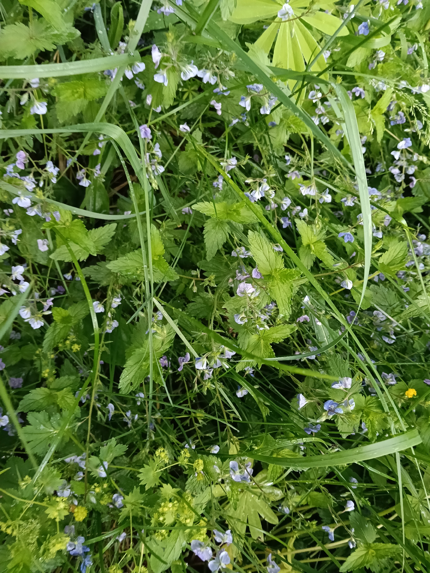 The image shows a ground-level view of dense vegetation. The dominant plants are small, light blue flowers intermixed with green, leafy plants, potentially nettles, and blades of grass. The scene appears to be located in a natural, unkempt area. Based on the query, the location is Красный Маяк, Russia, but no specific location information beyond the city can be discerned from the image. No people, actions, or interactions are visible.