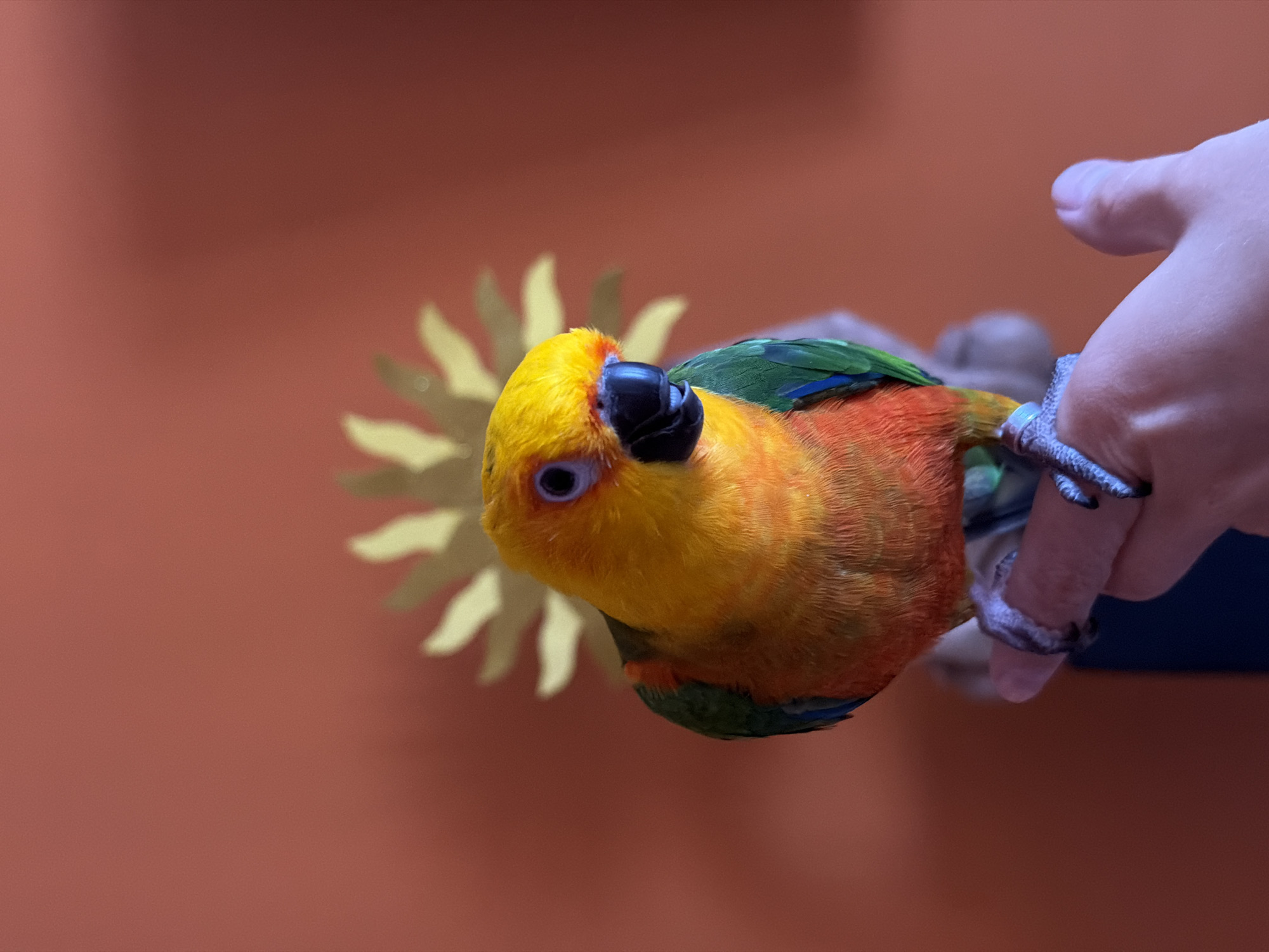 A brightly colored sun conure parrot is perched on a human hand. The parrot has yellow plumage on its head and chest, transitioning to orange and green on its back and wings. Its beak is black and its feet are gray. The hand holding the bird is light-skinned. In the background is an orange wall with a stylized yellow sun decoration.
The information about Khimki, Russia is not in the image, therefore cannot be given.