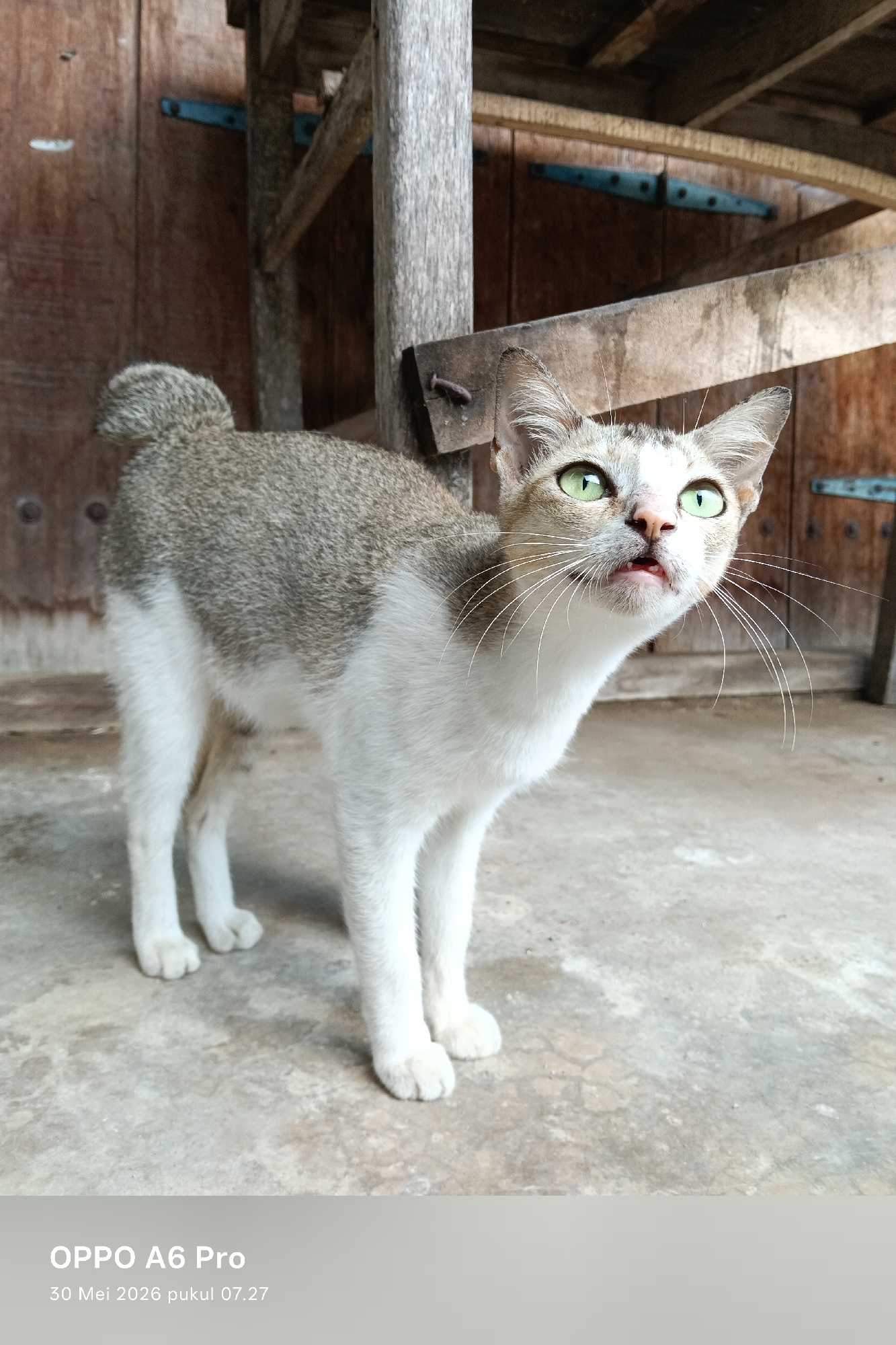 A light-grey and white cat stands on a concrete floor, looking upward with its mouth slightly open, exposing its tongue. The cat has green eyes and long, white whiskers. Behind the cat is a wooden structure with vertical posts and horizontal beams, suggesting a partially enclosed space. The structure is attached to a wooden wall with blue-painted hinges. The photo was taken on an OPPO A6 Pro, as evidenced by the watermark at the bottom, dating the image to May 30, 2026, at 07:27. The specific location within Balee, Indonesia, cannot be determined from the image.