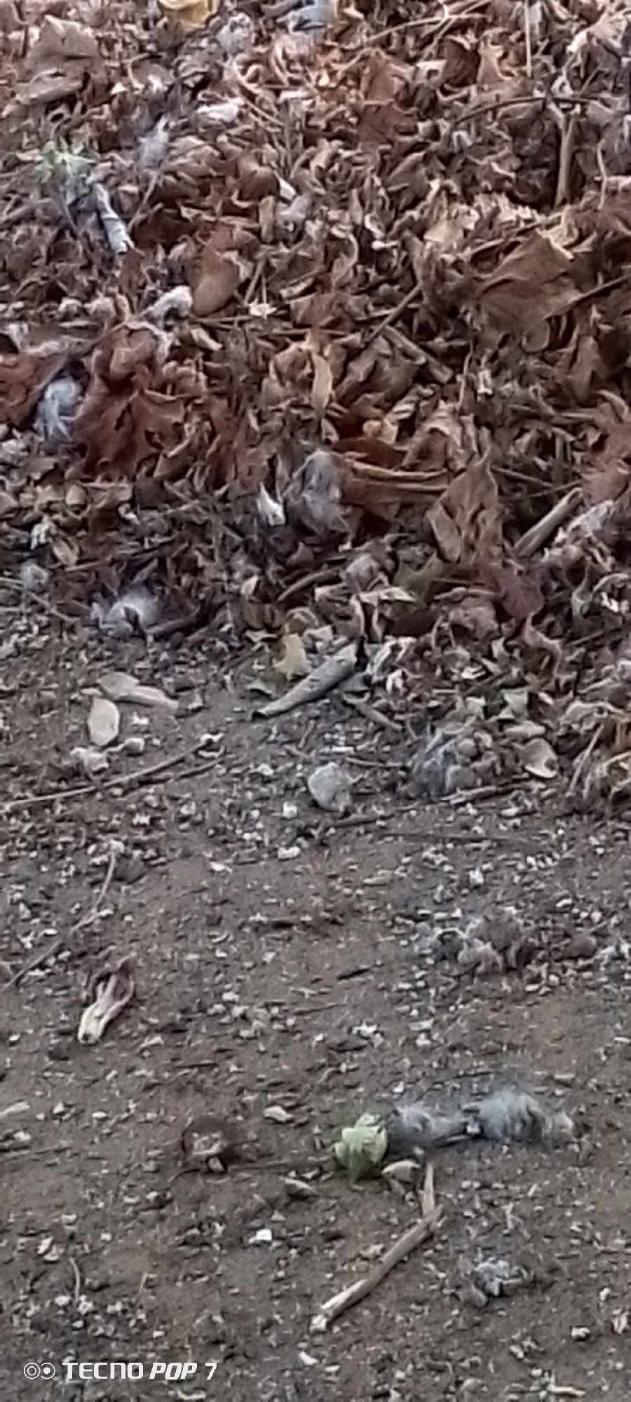 The image depicts a ground surface covered with fallen leaves and debris. A small animal carcass, possibly a rodent, is visible on the lower right of the frame. A suspected skull, also possibly animal, is visible to the lower left. The environment appears to be outdoors, in a natural or semi-natural area. The camera is a Tecno Pop 7. The location is stated to be Altagracia, Venezuela, but no elements in the image are specific enough to independently confirm it.